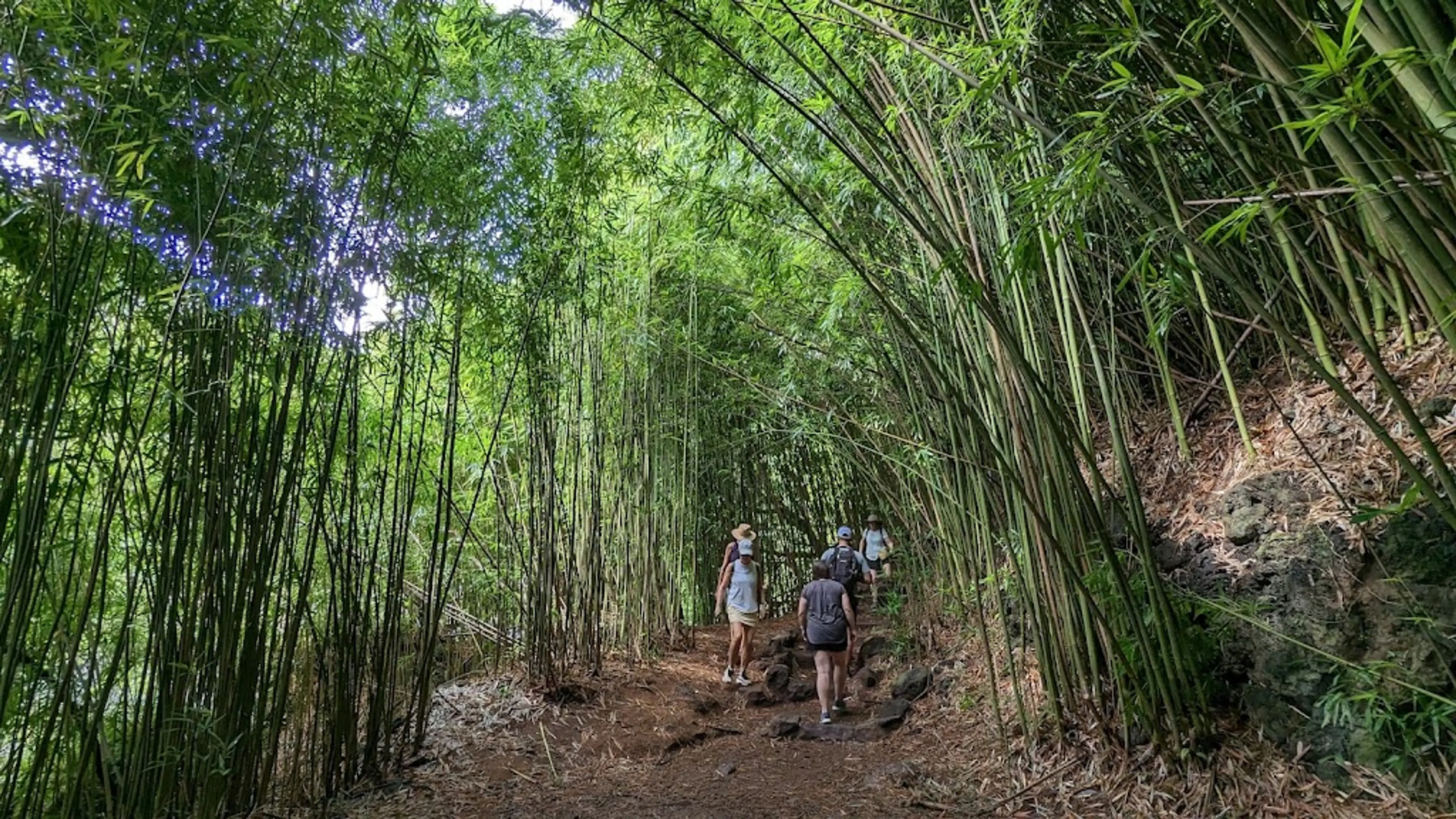 Bamboo Forest