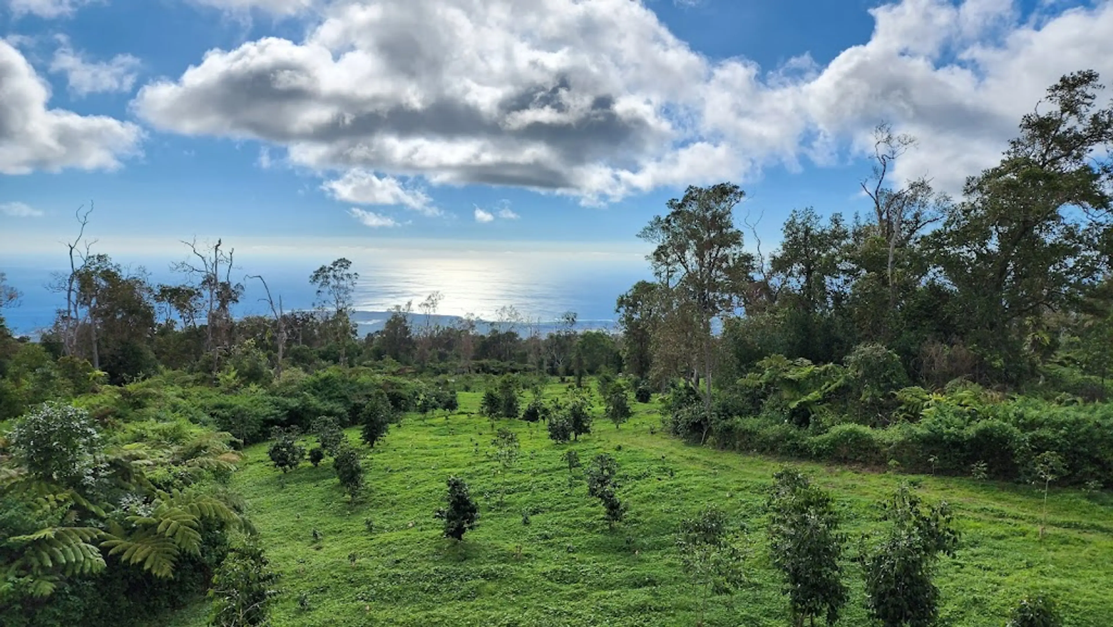 Coffee Plantation