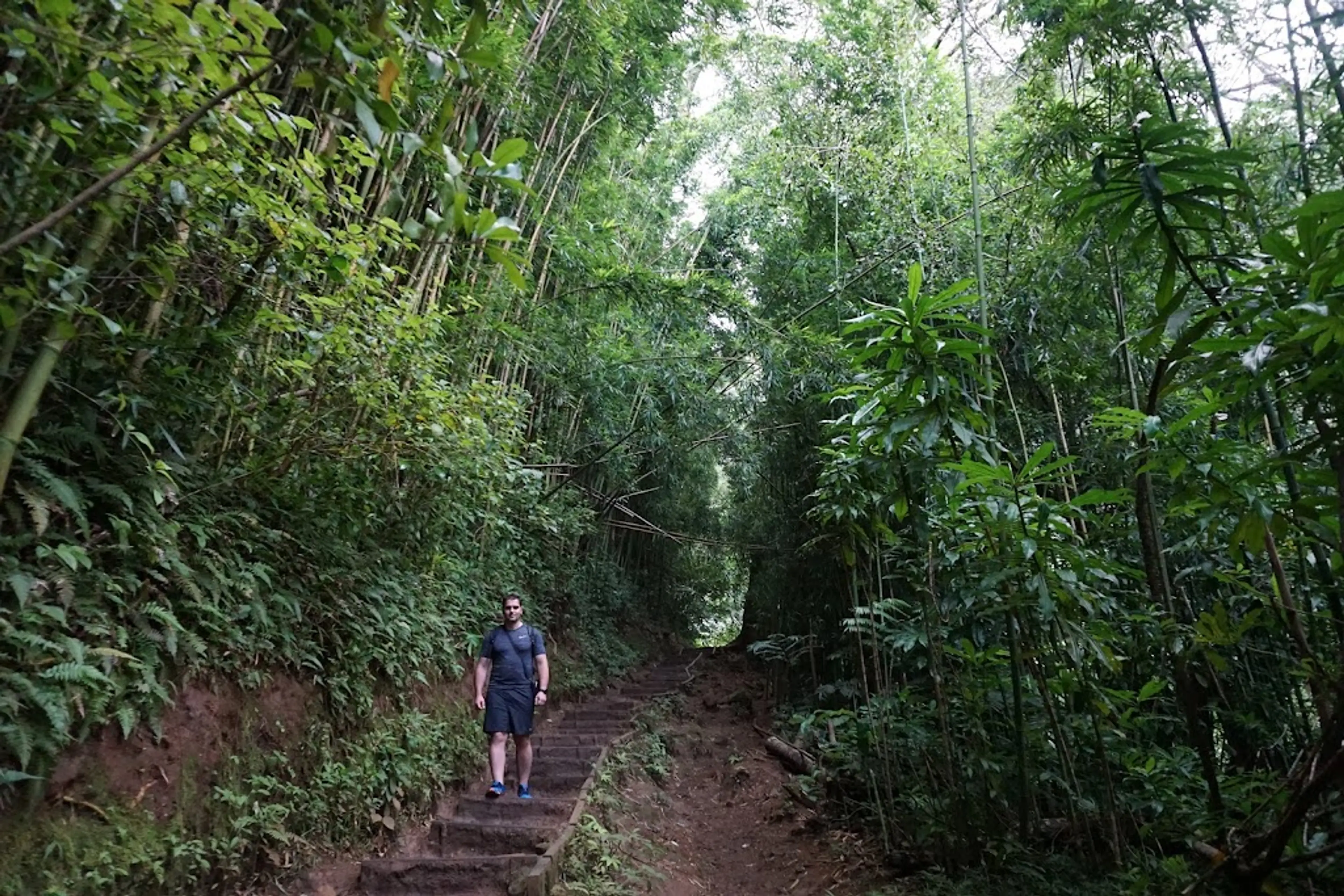 Hike in the rainforest