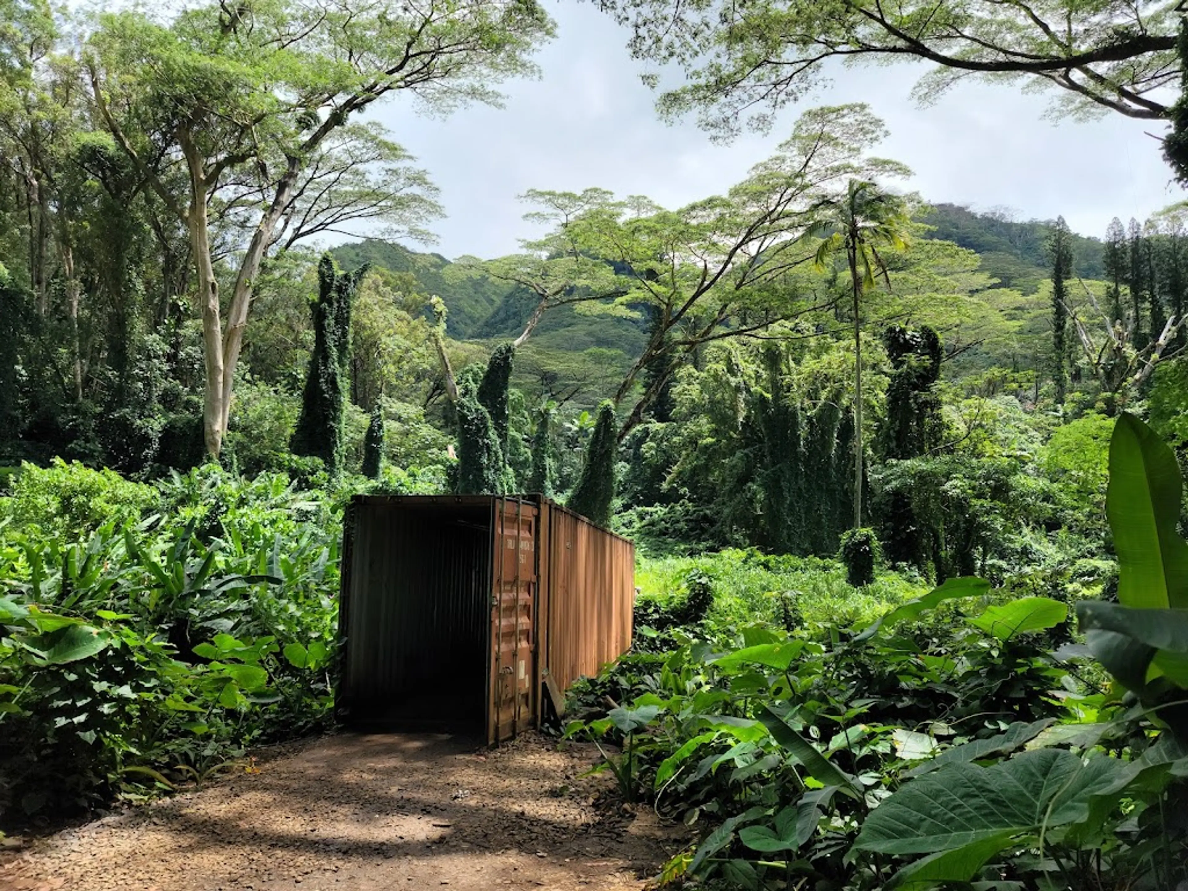 Manoa Falls Trail