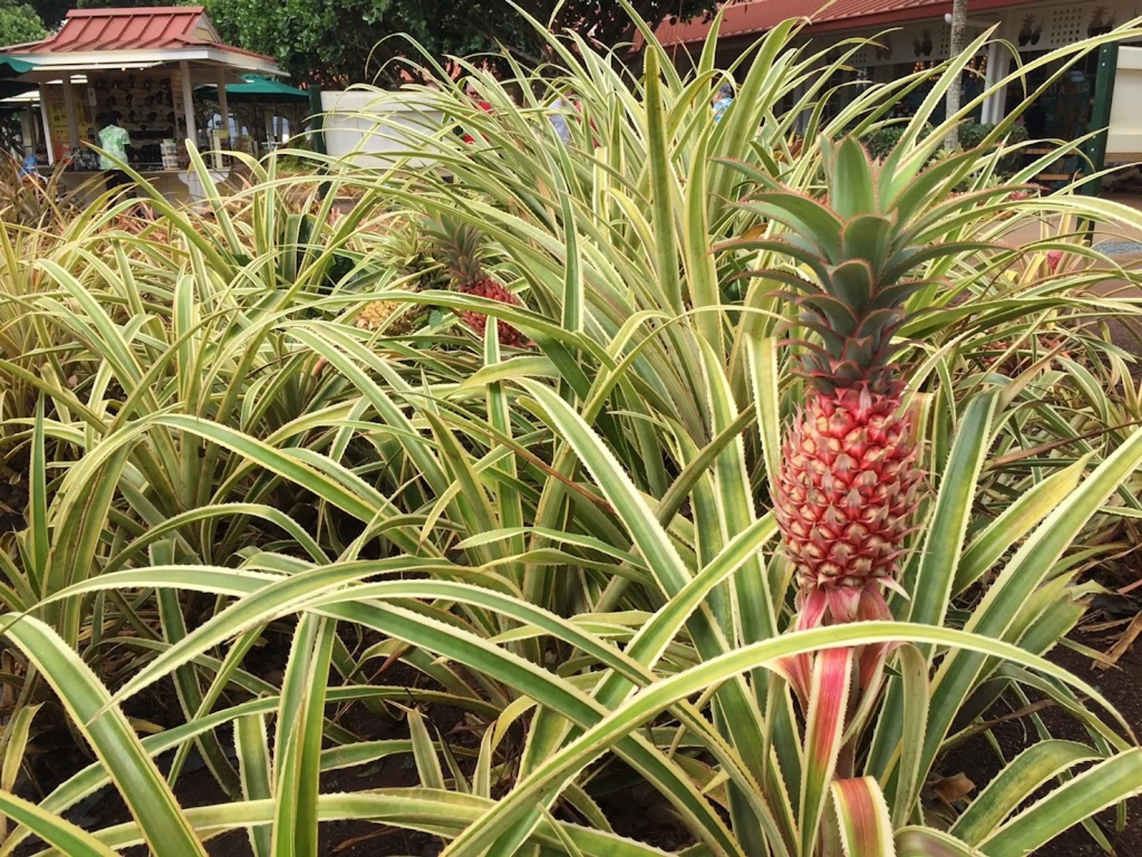 Pineapple plantation