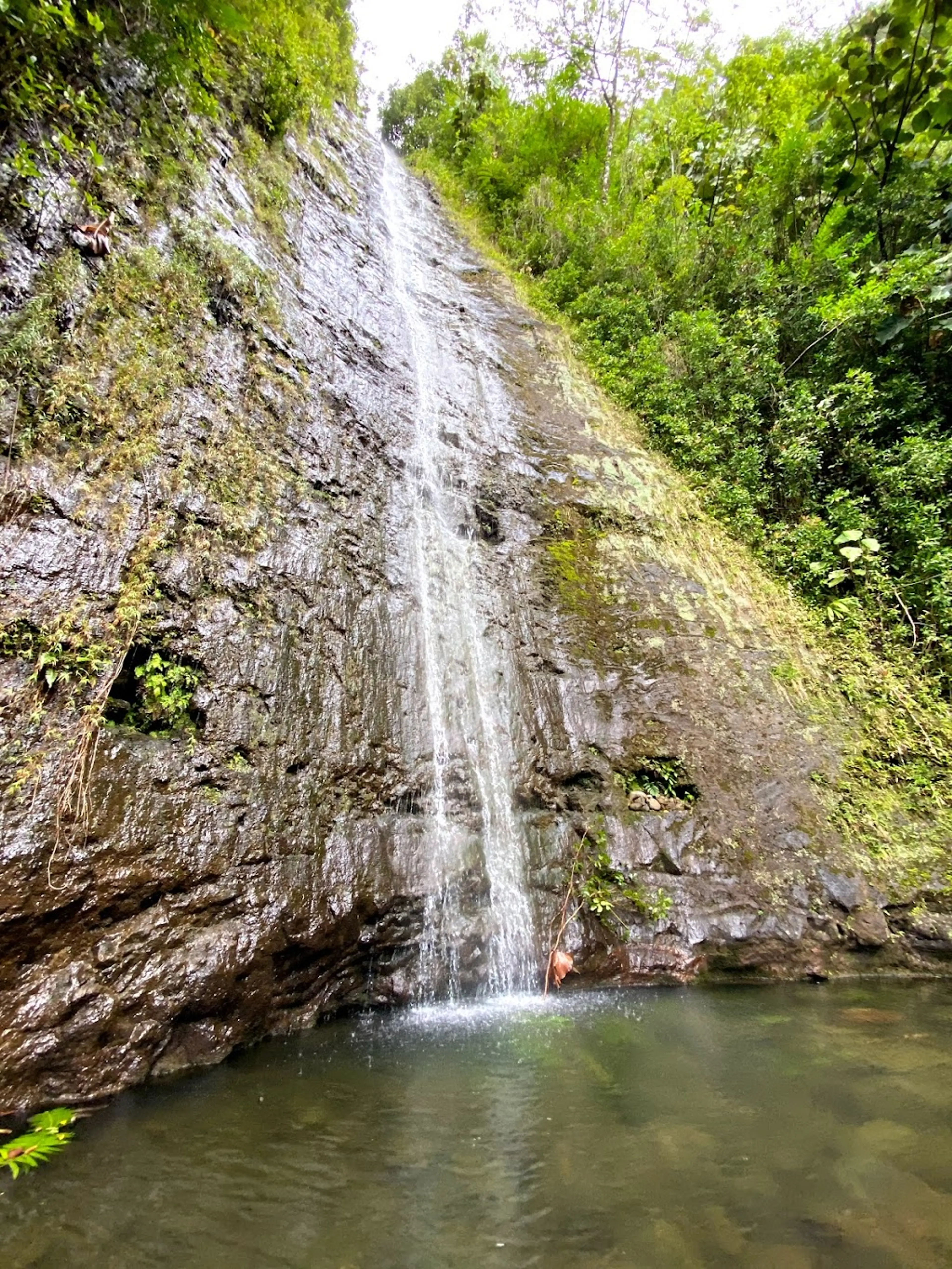 Manoa Falls