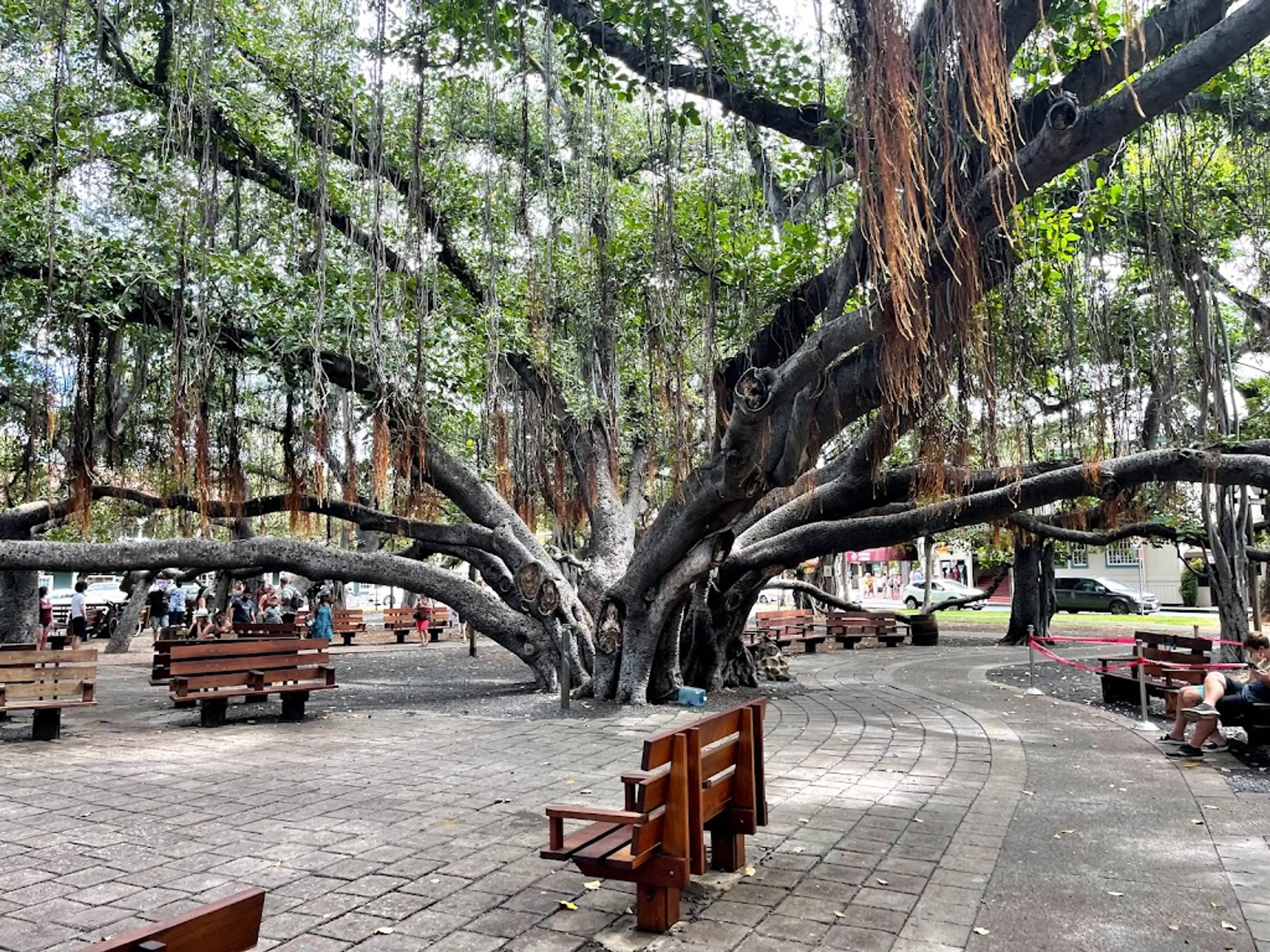 Banyan Tree Park