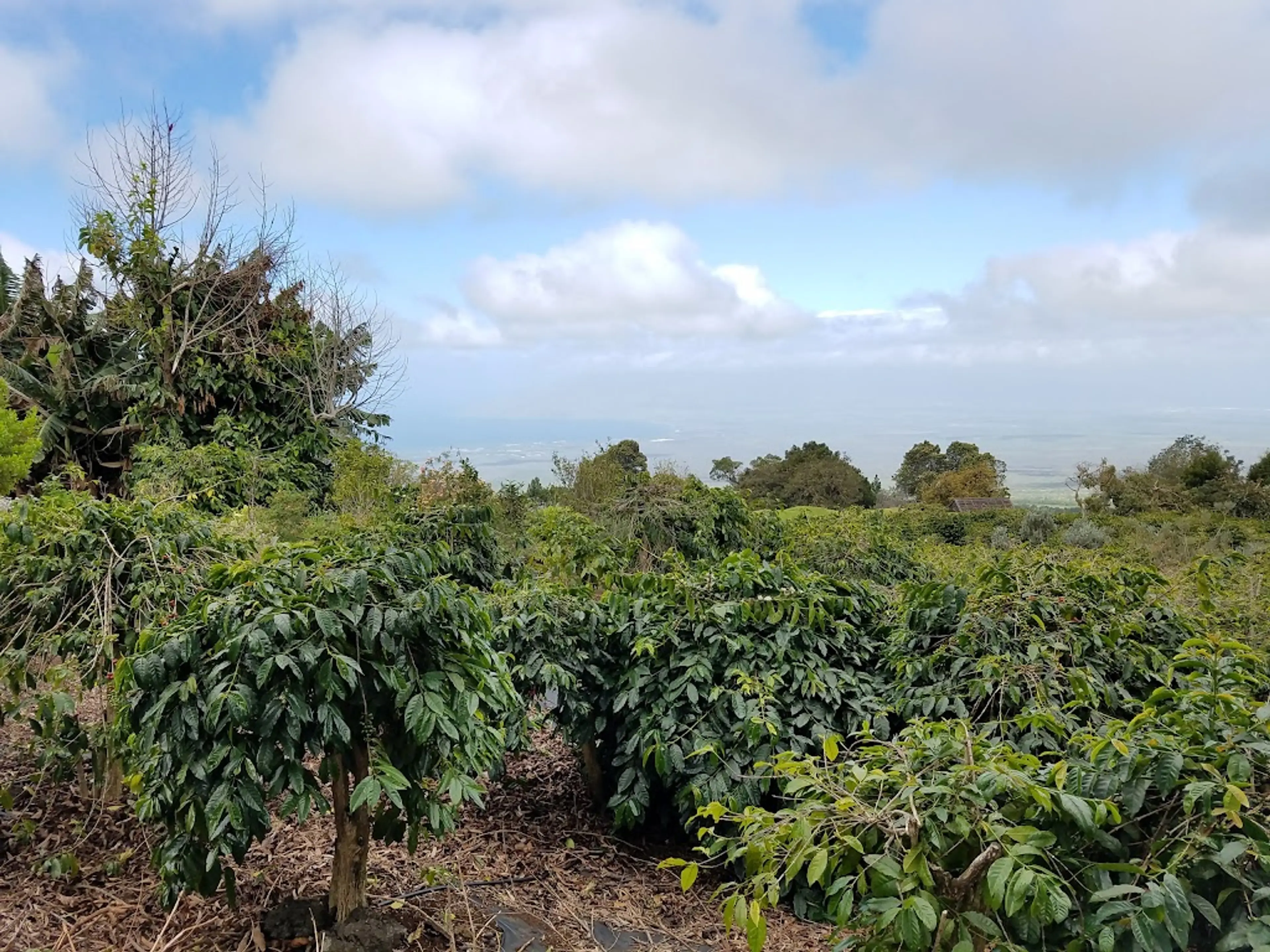 Coffee Plantation