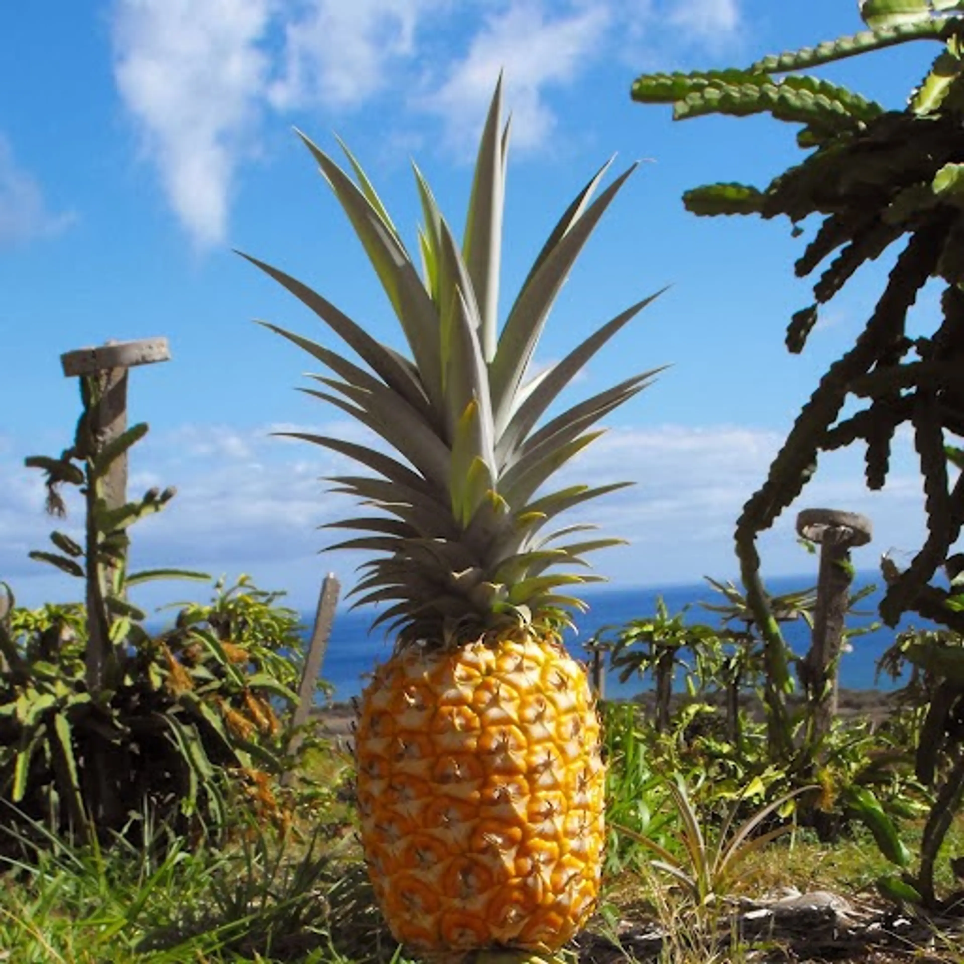 Fruit Farm