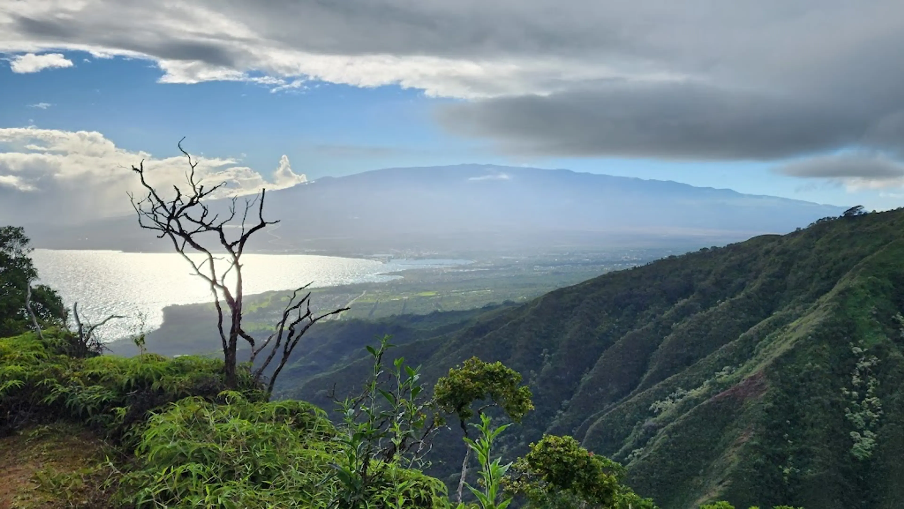 Hawaiian rainforest