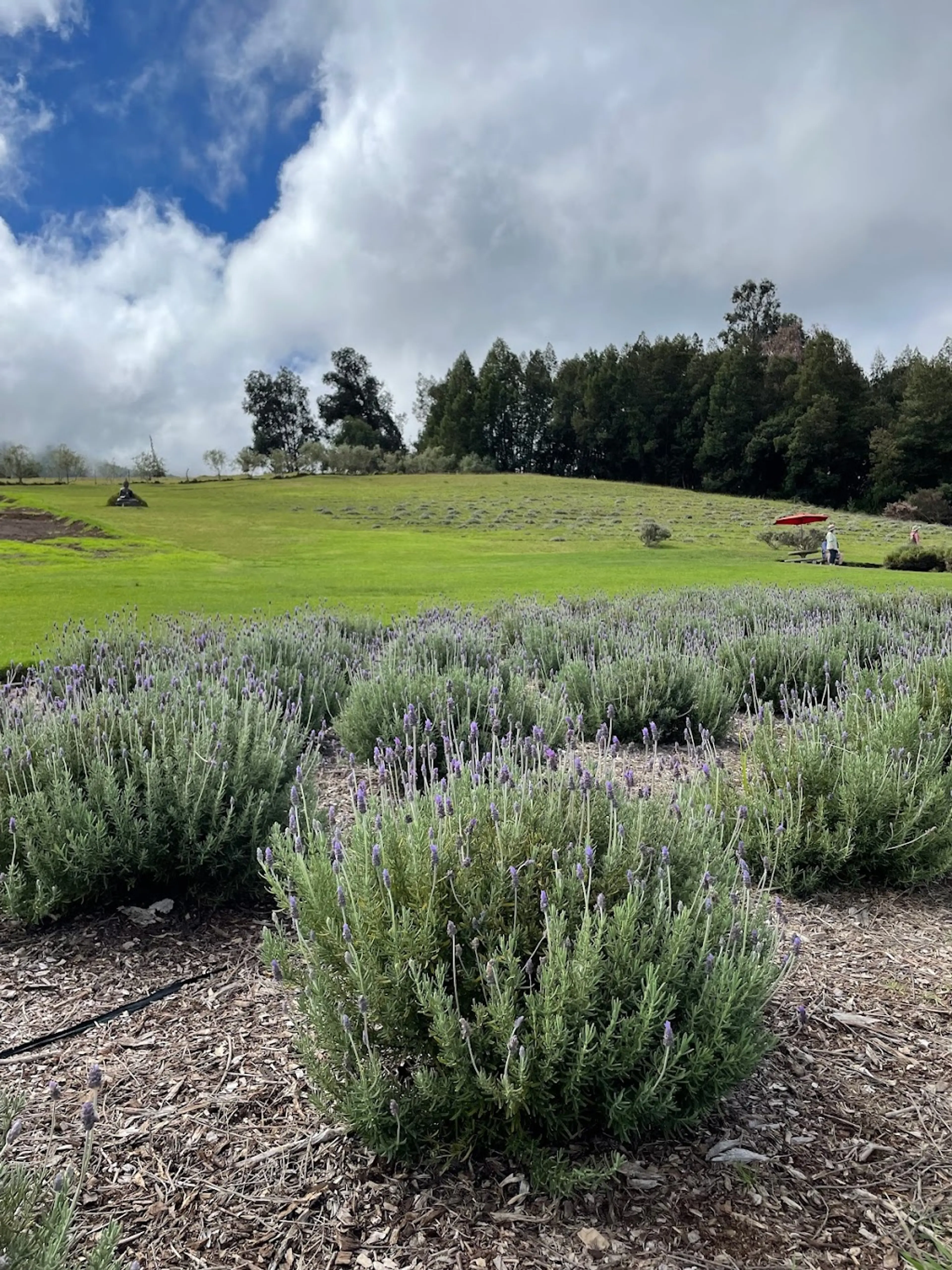 Lavender Farm