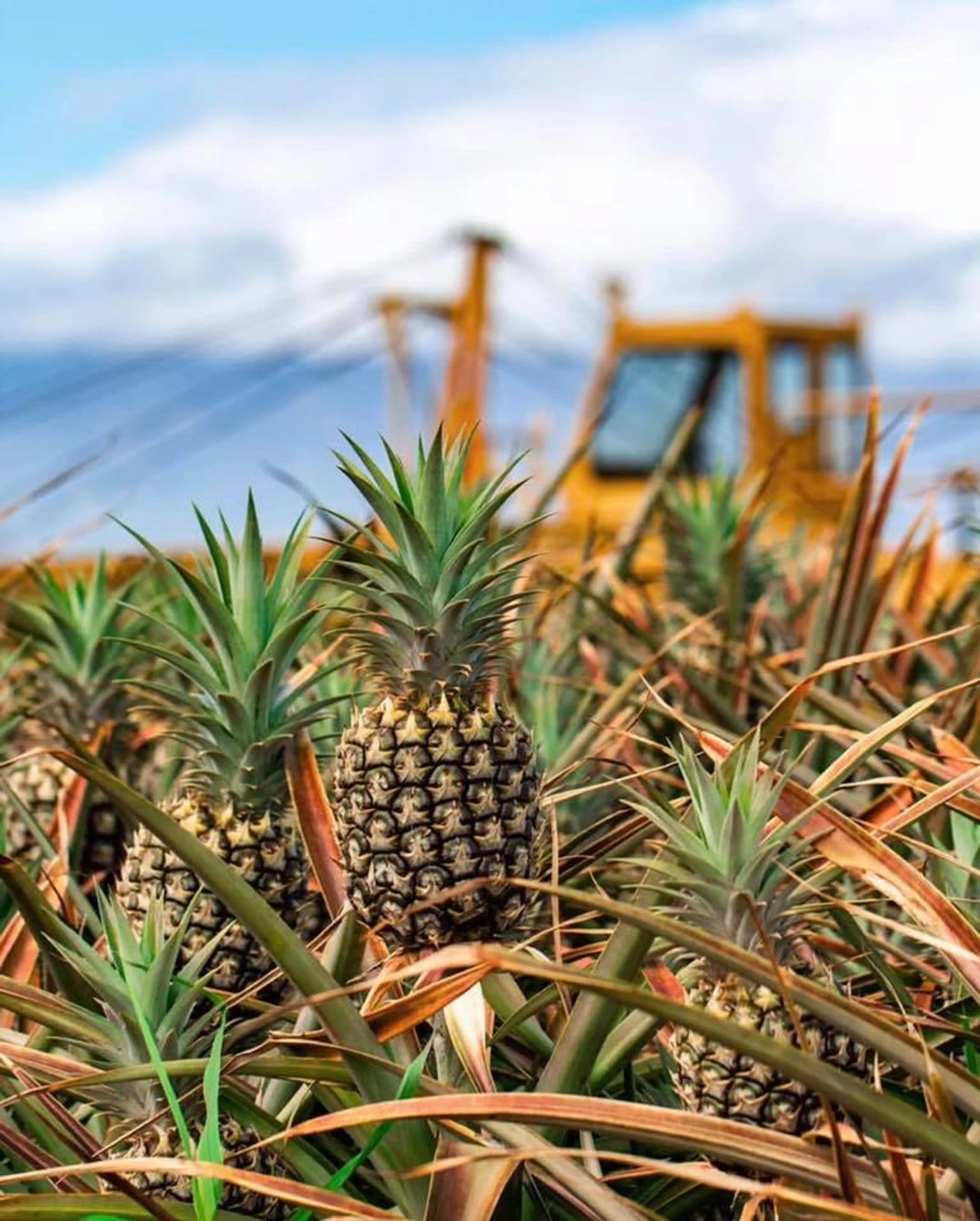 Pineapple Plantation