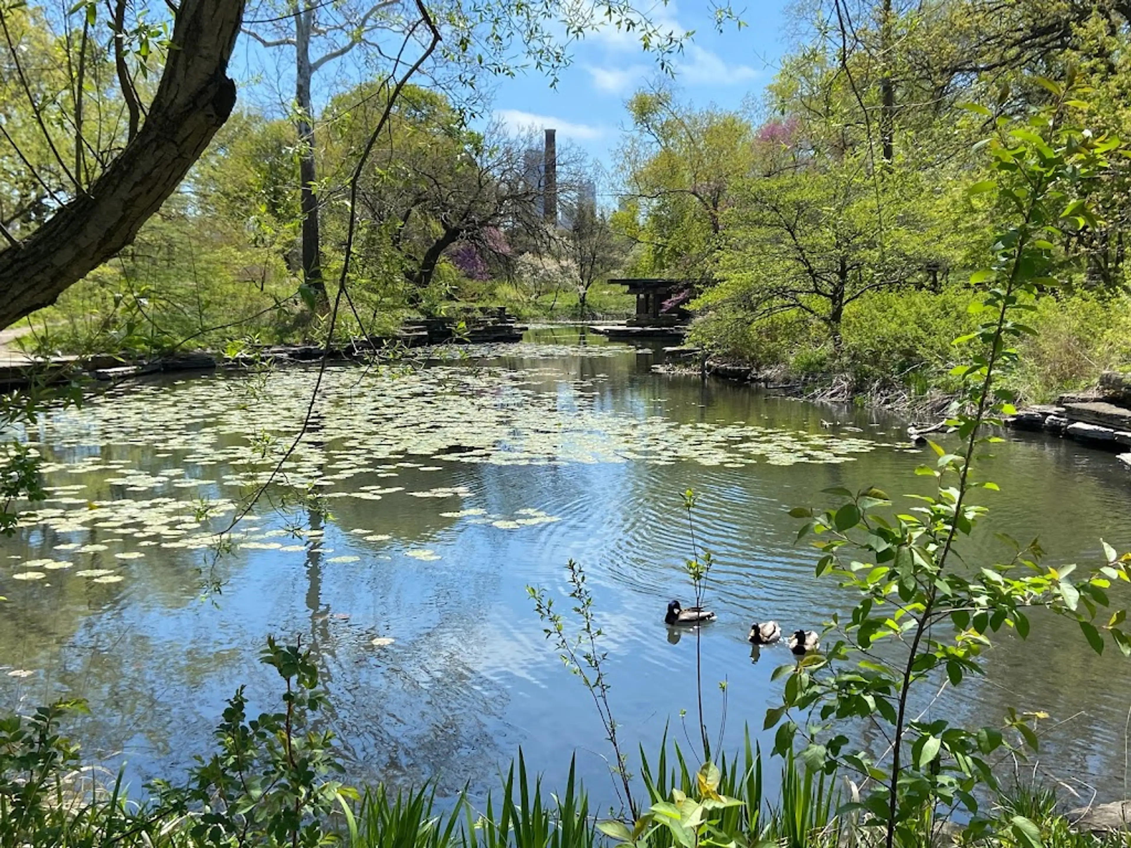 Alfred Caldwell Lily Pool
