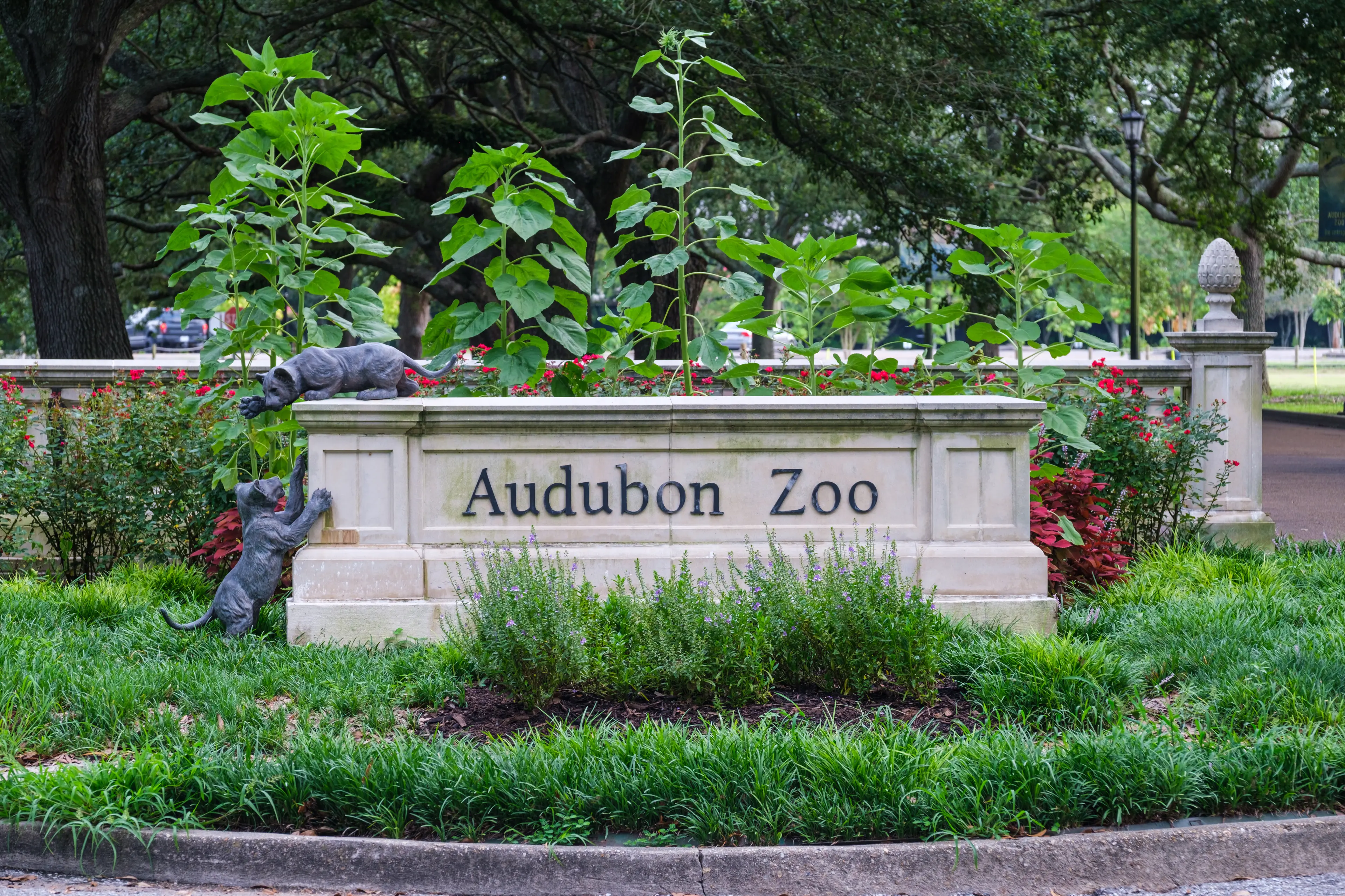 Audubon Zoo