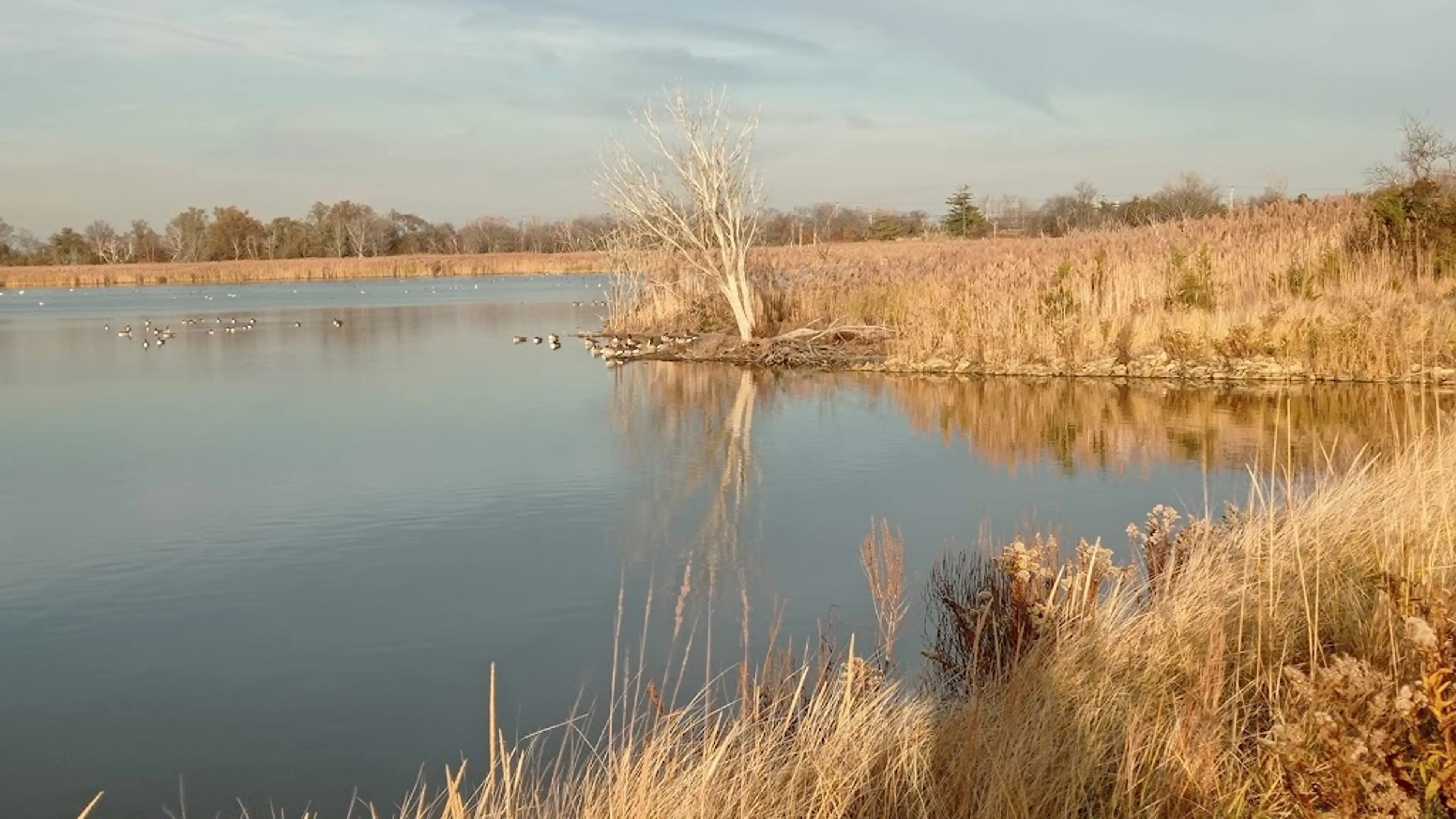 Jamaica Bay Wildlife Refuge