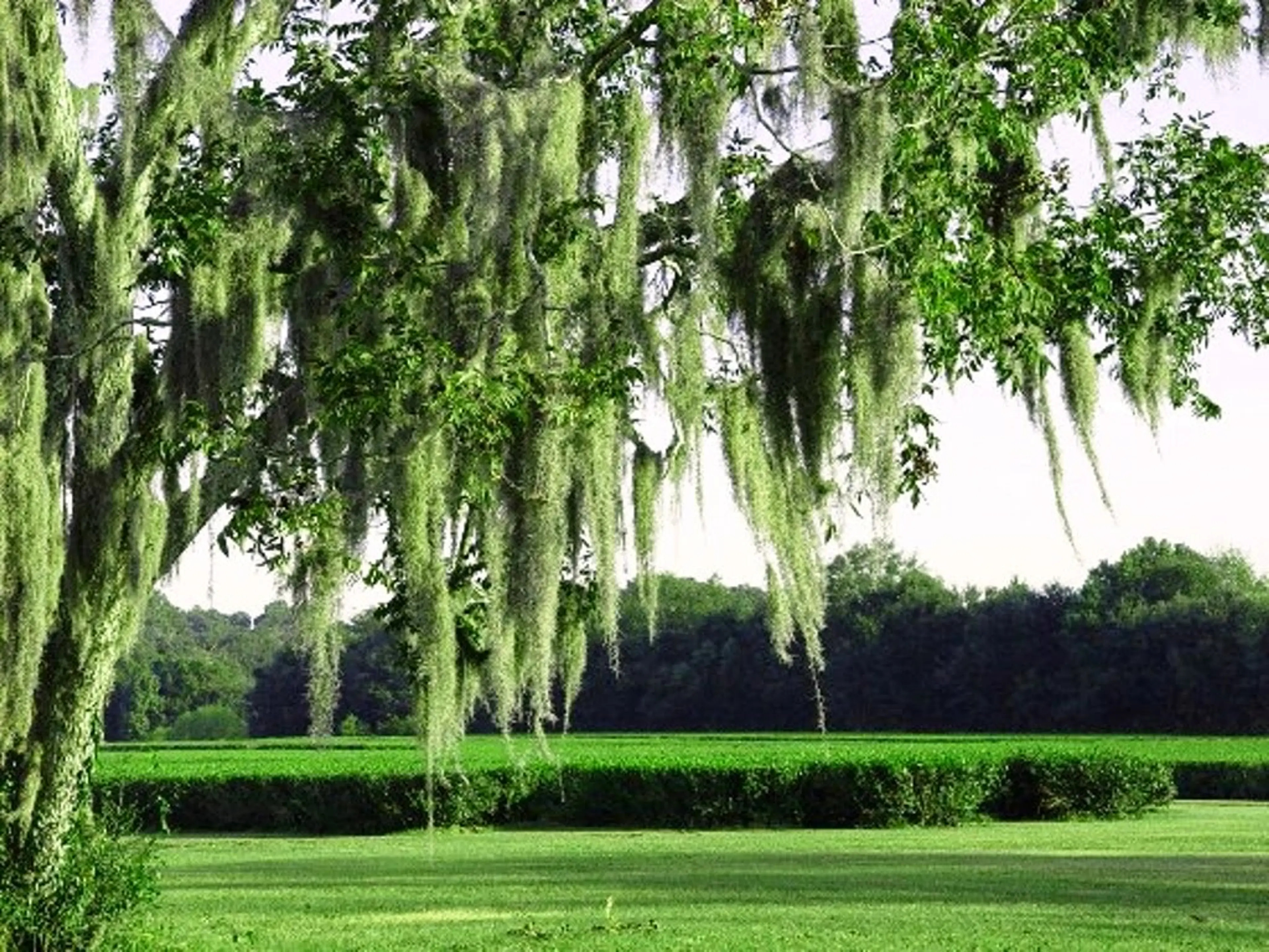 Charleston Tea Plantation