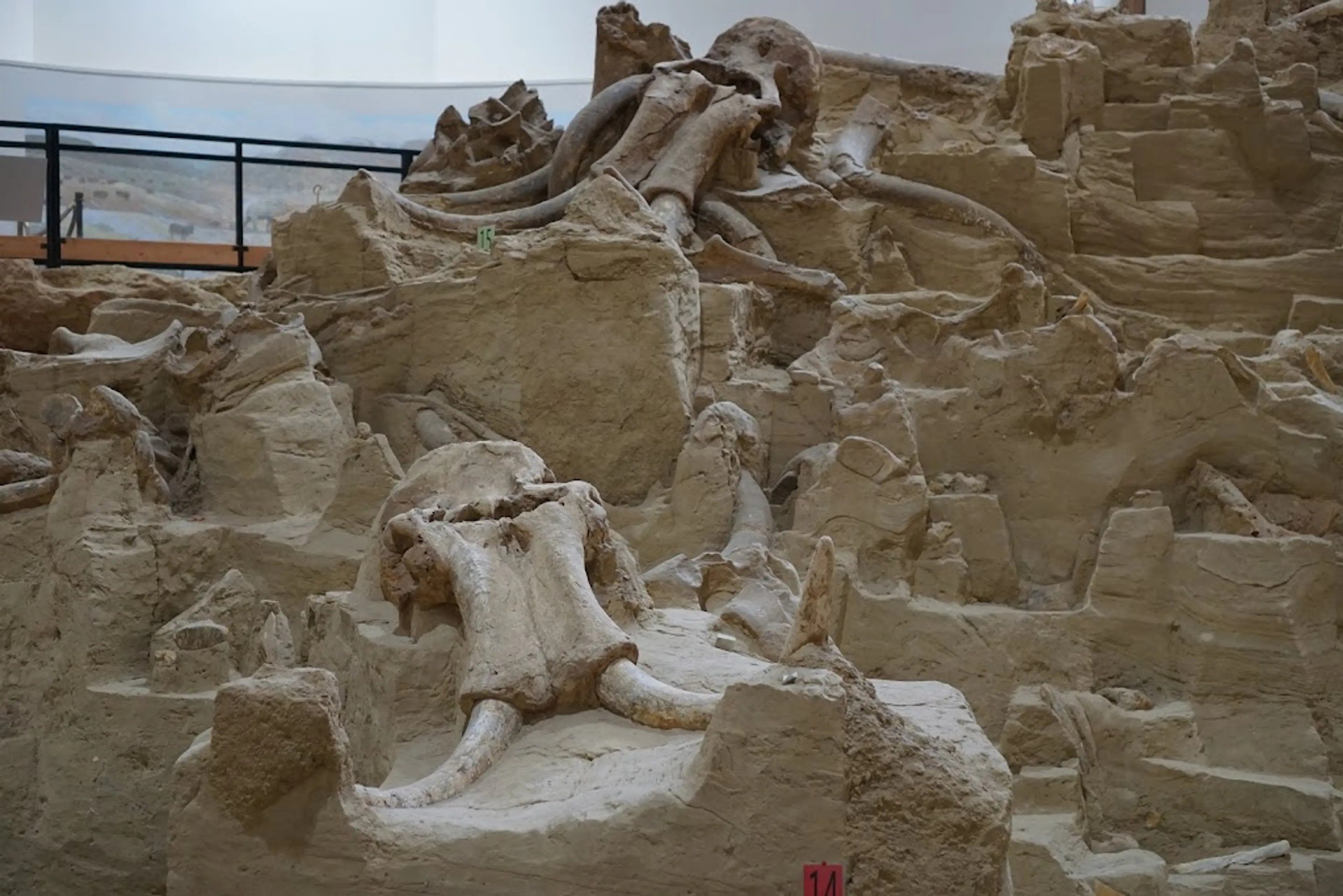 Mammoth Site