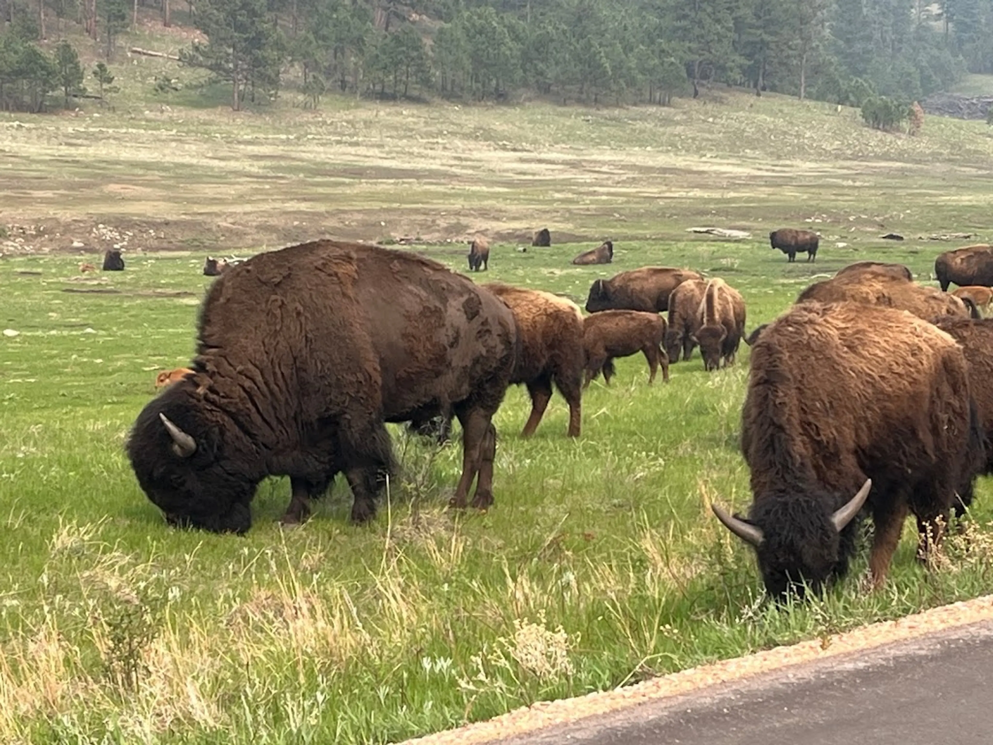 Wildlife Loop Road