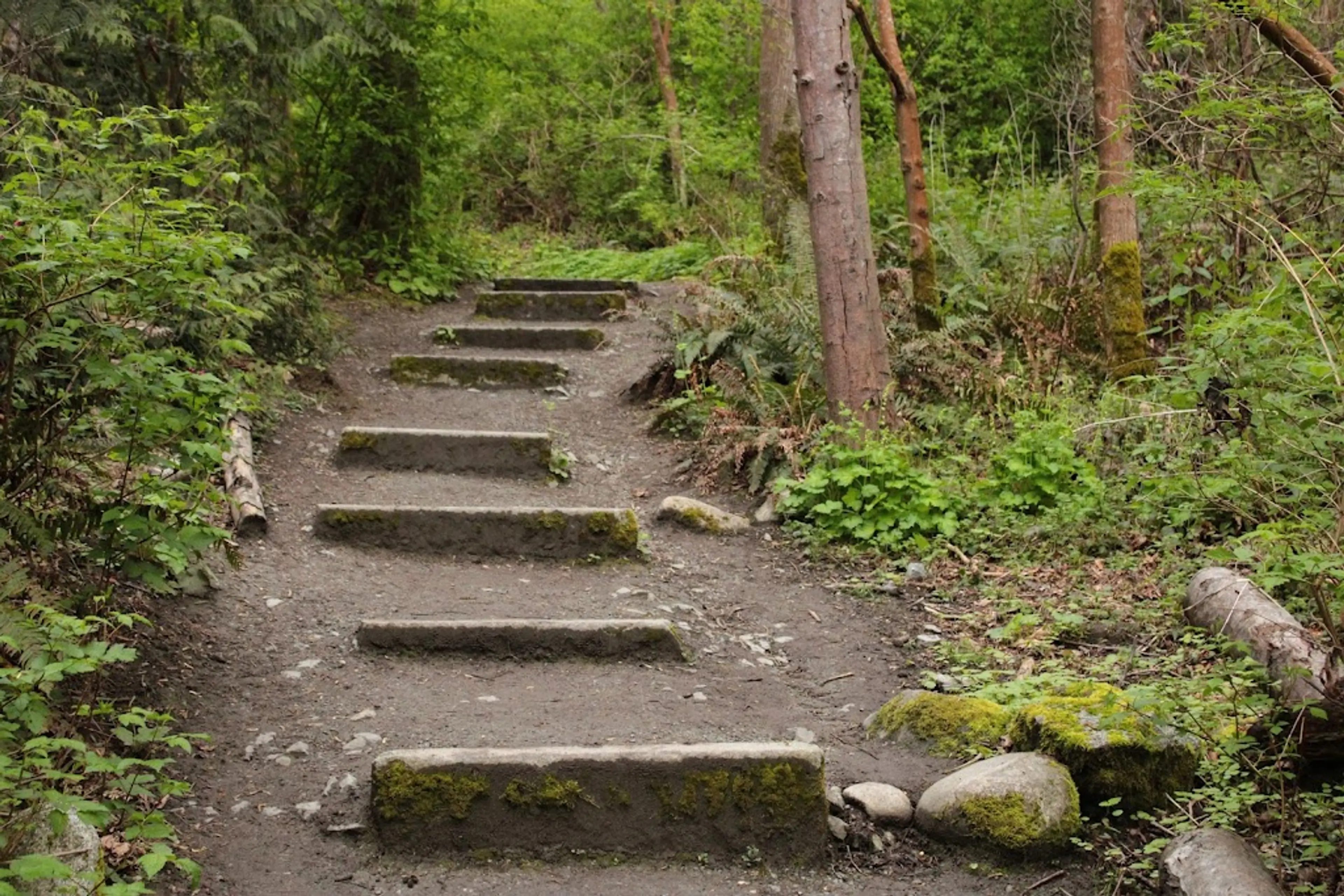 Forest Hike