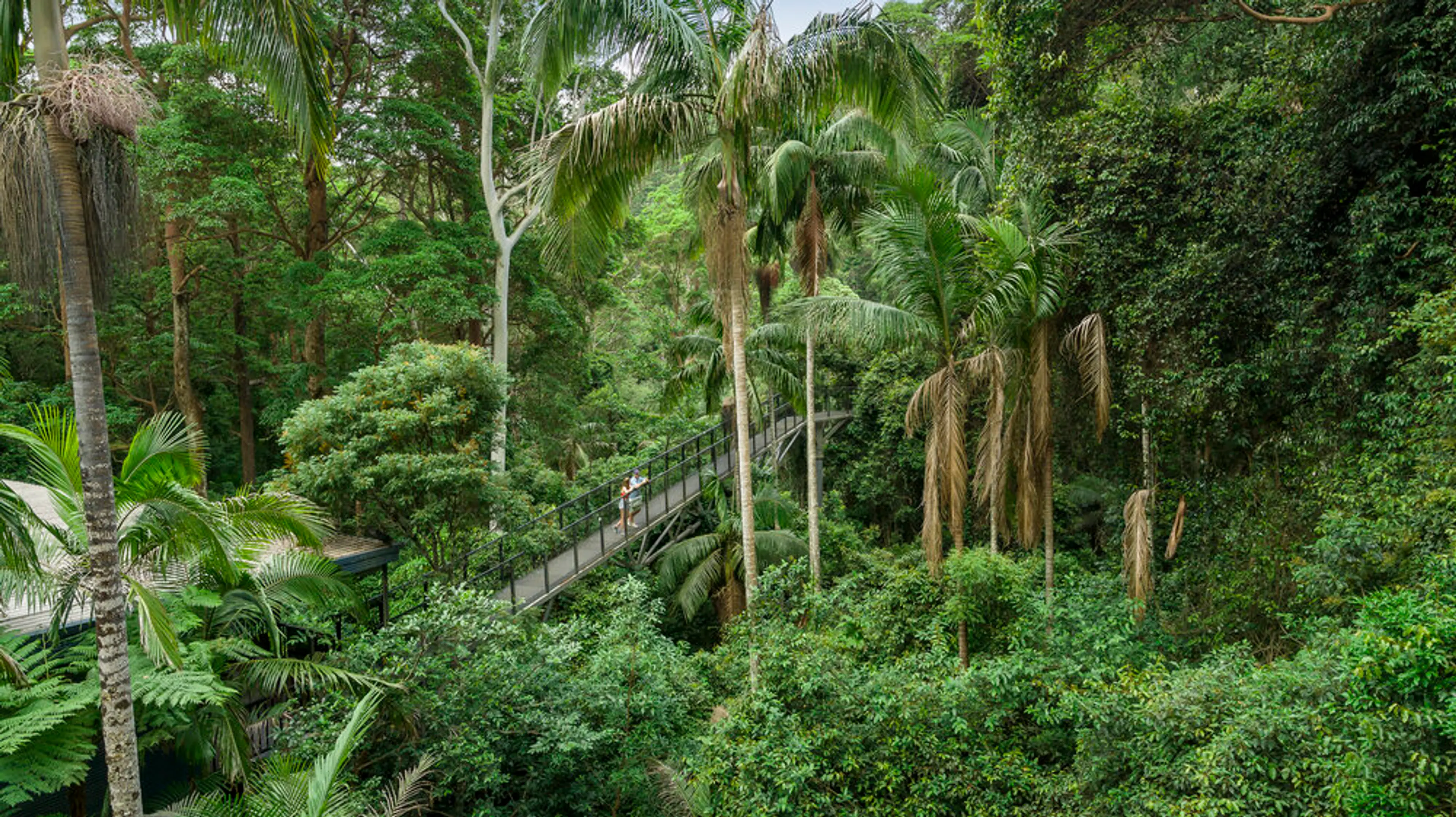 Tamborine Mountain Rainforest Skywalk