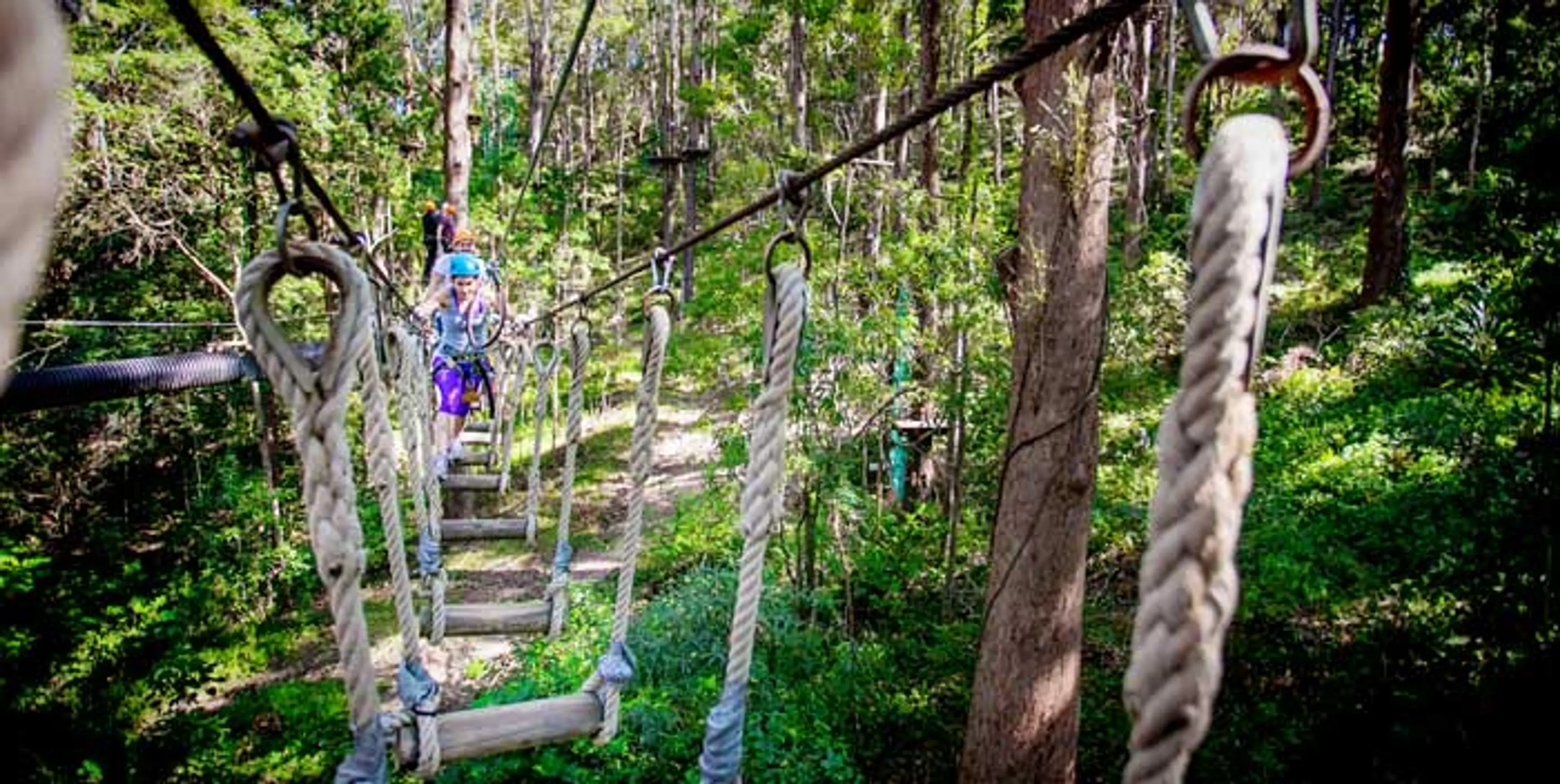 Tree Top Walk
