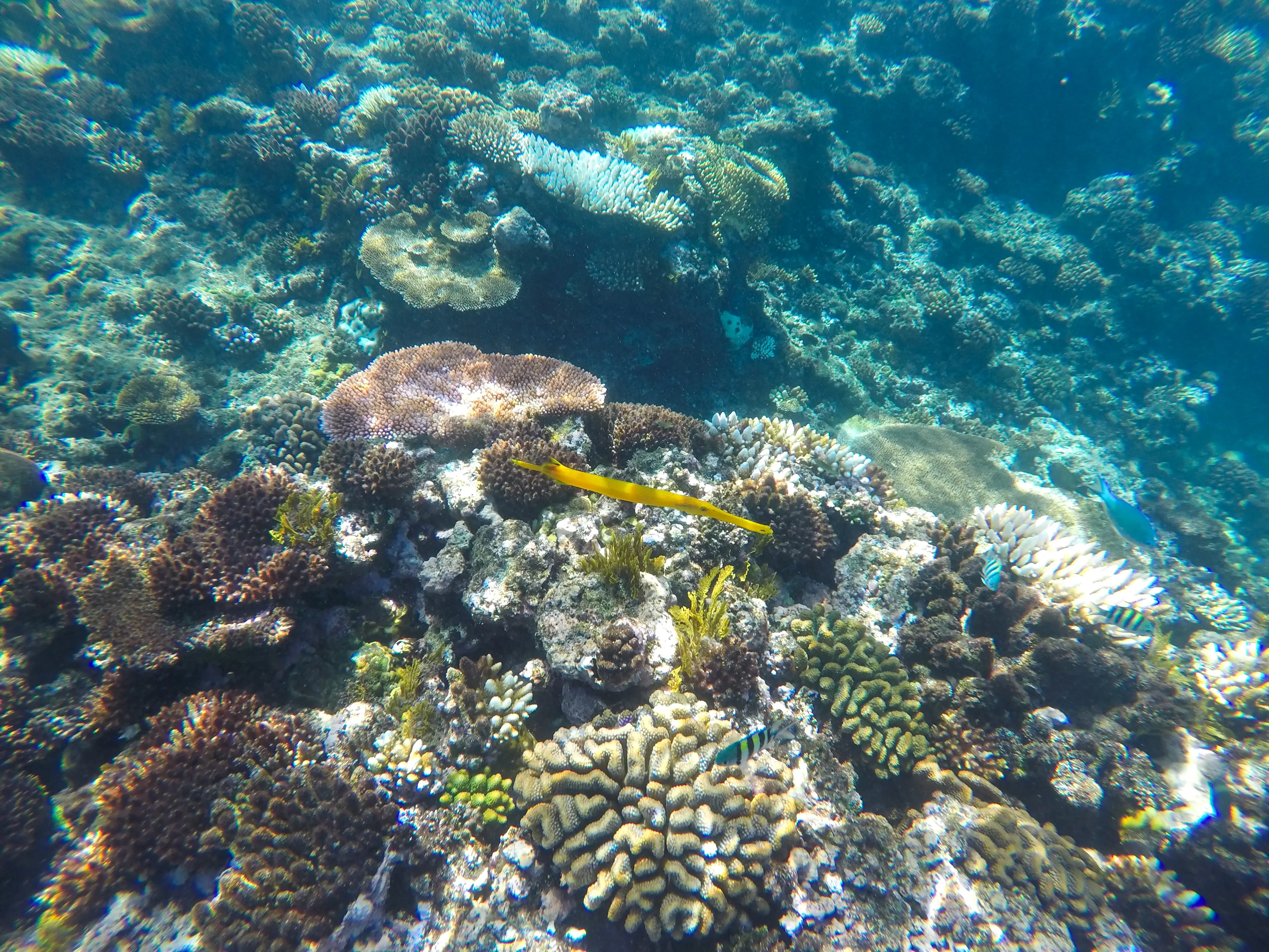 Agincourt Reef