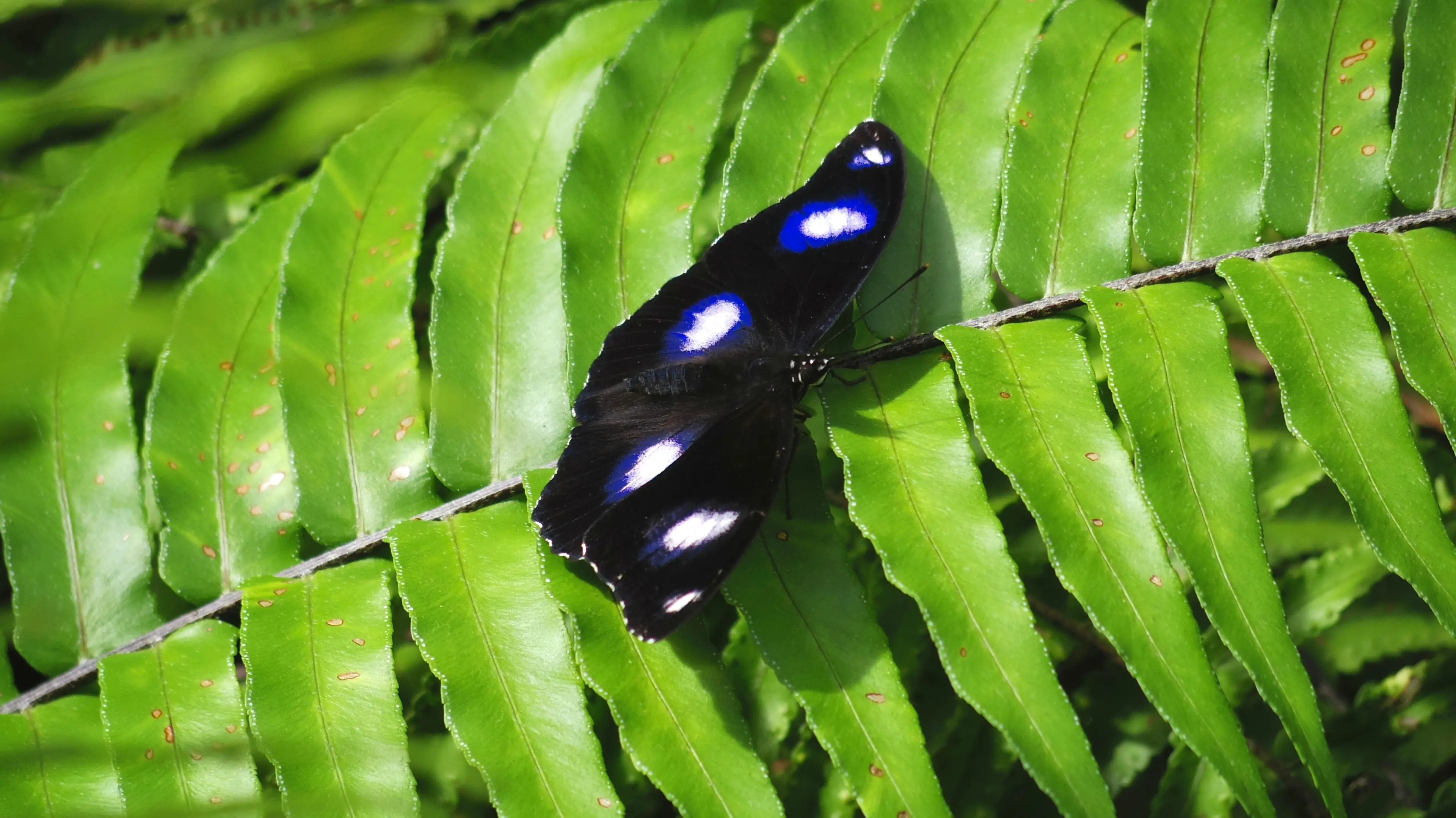 Kuranda Butterfly Sanctuary