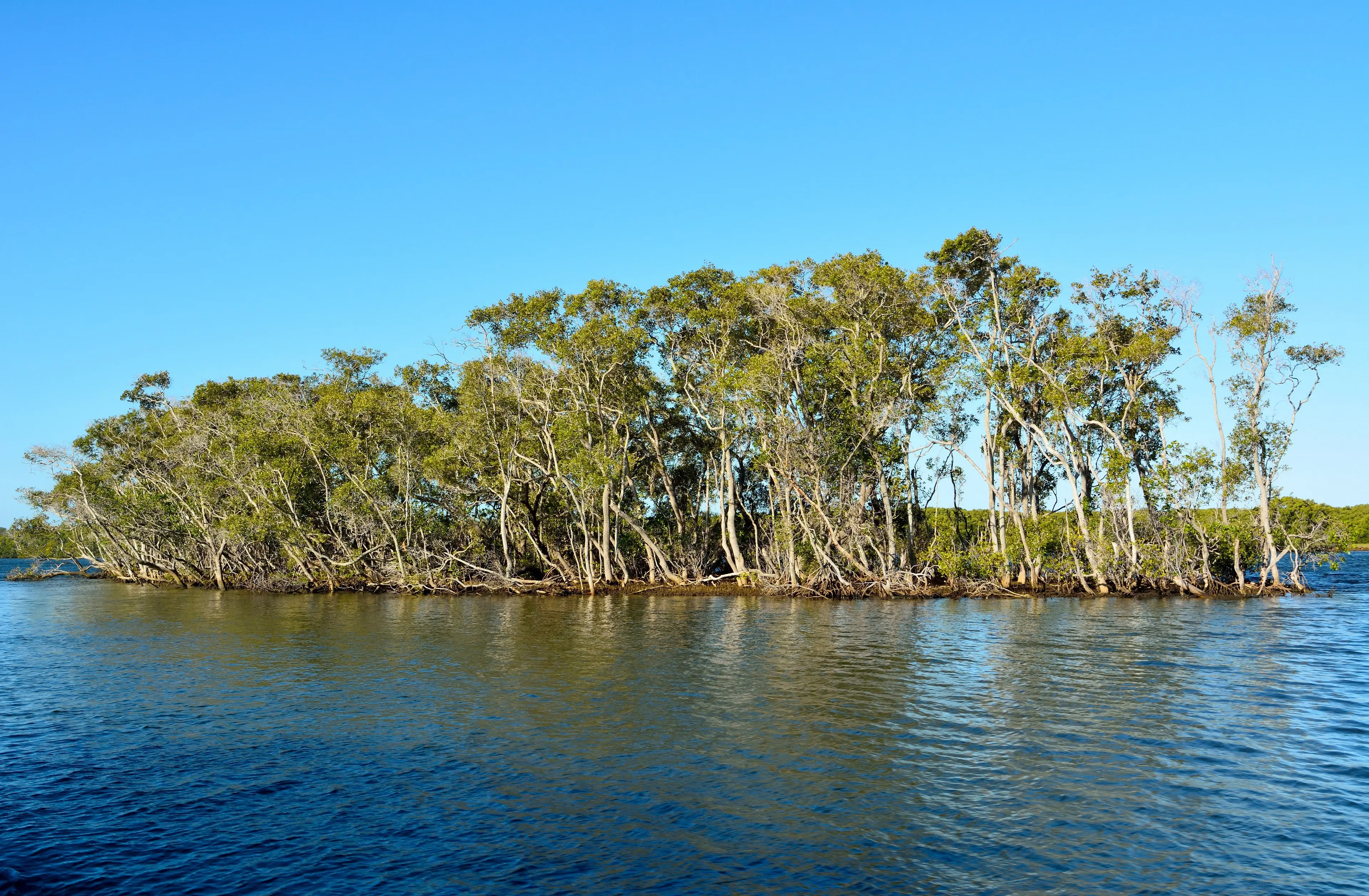 Mangroves