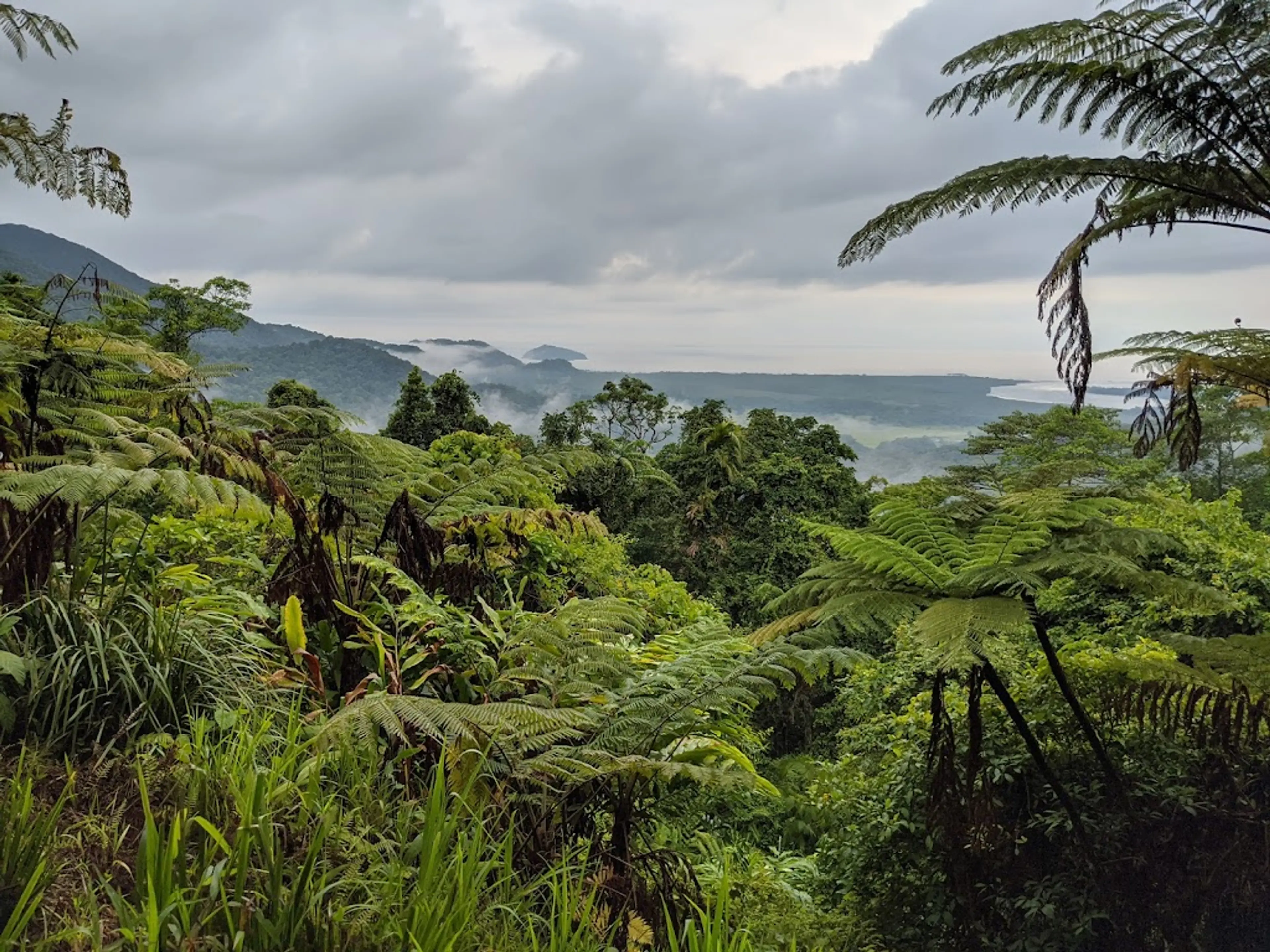 Hike in the Daintree Rainforest
