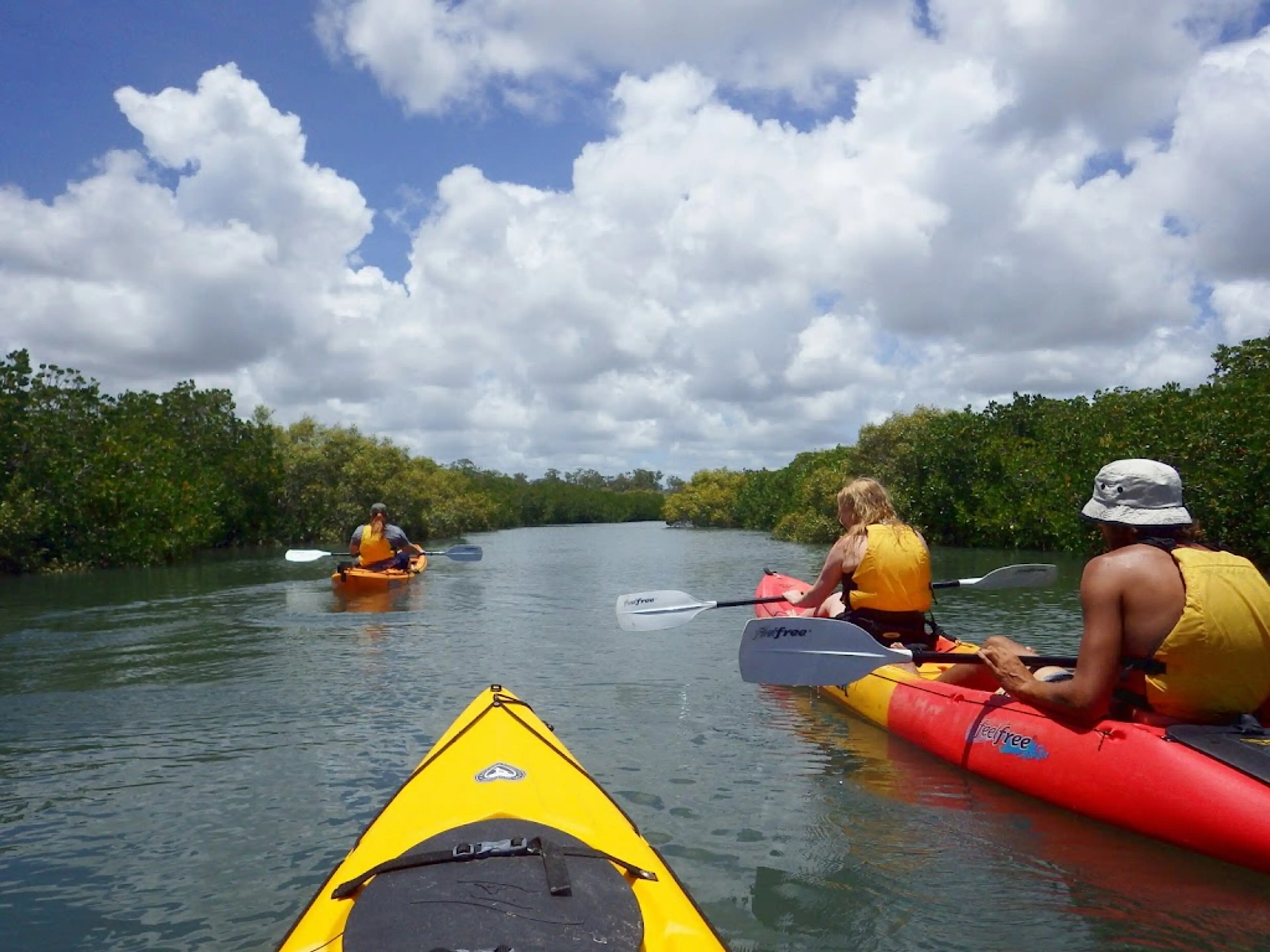 Kayak tour of the mangroves