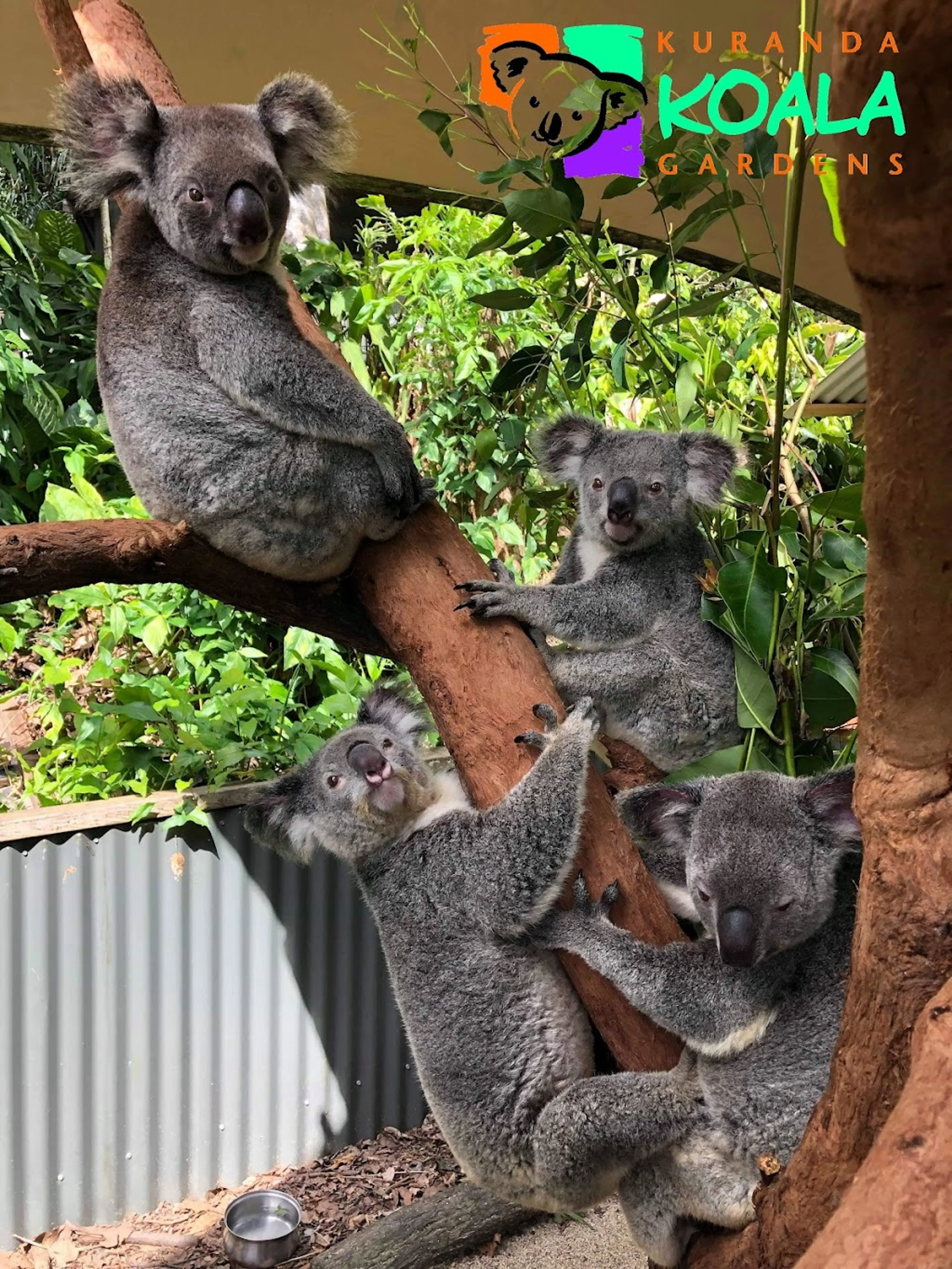 Kuranda Koala Gardens