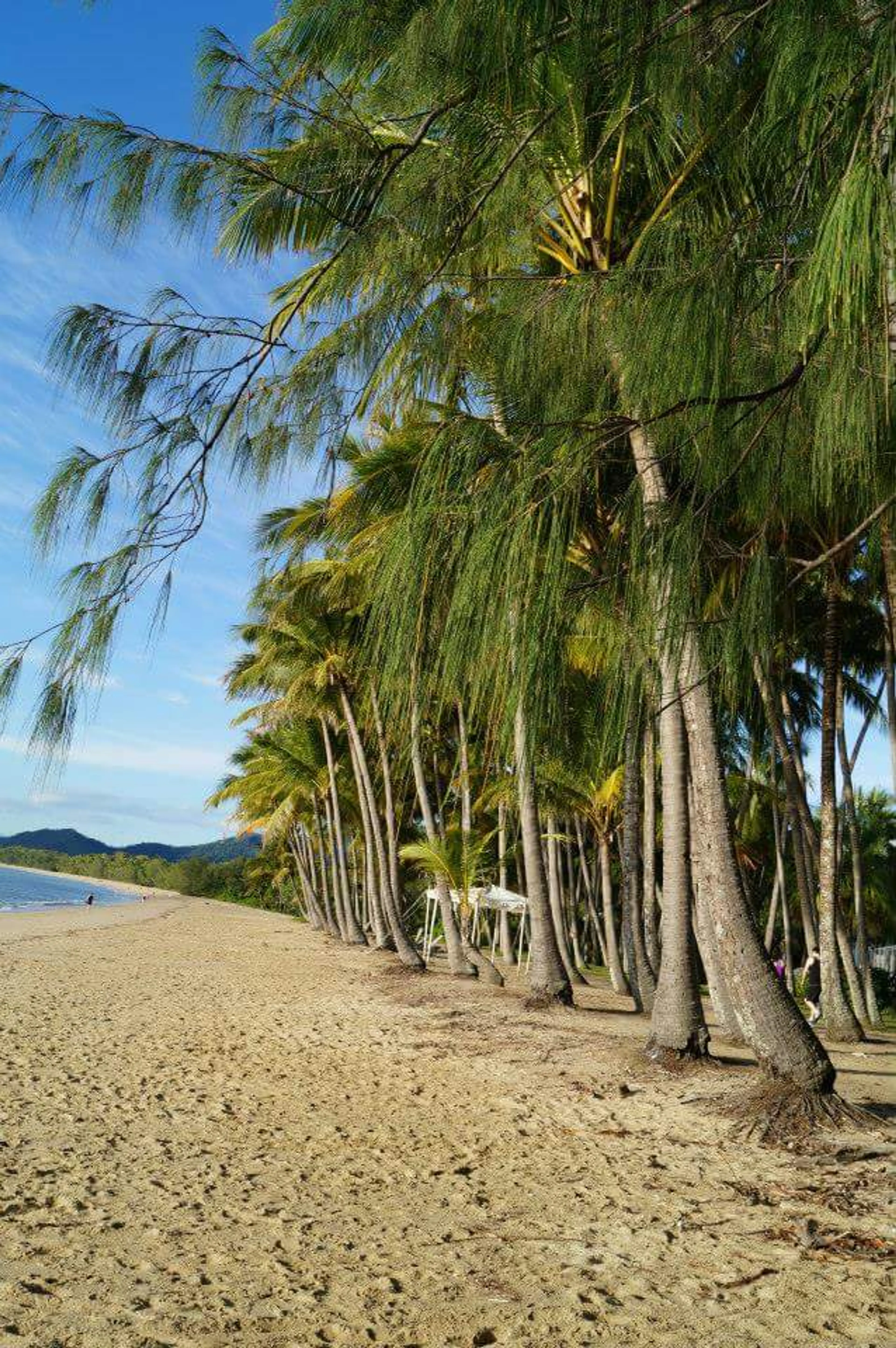 Palm Cove