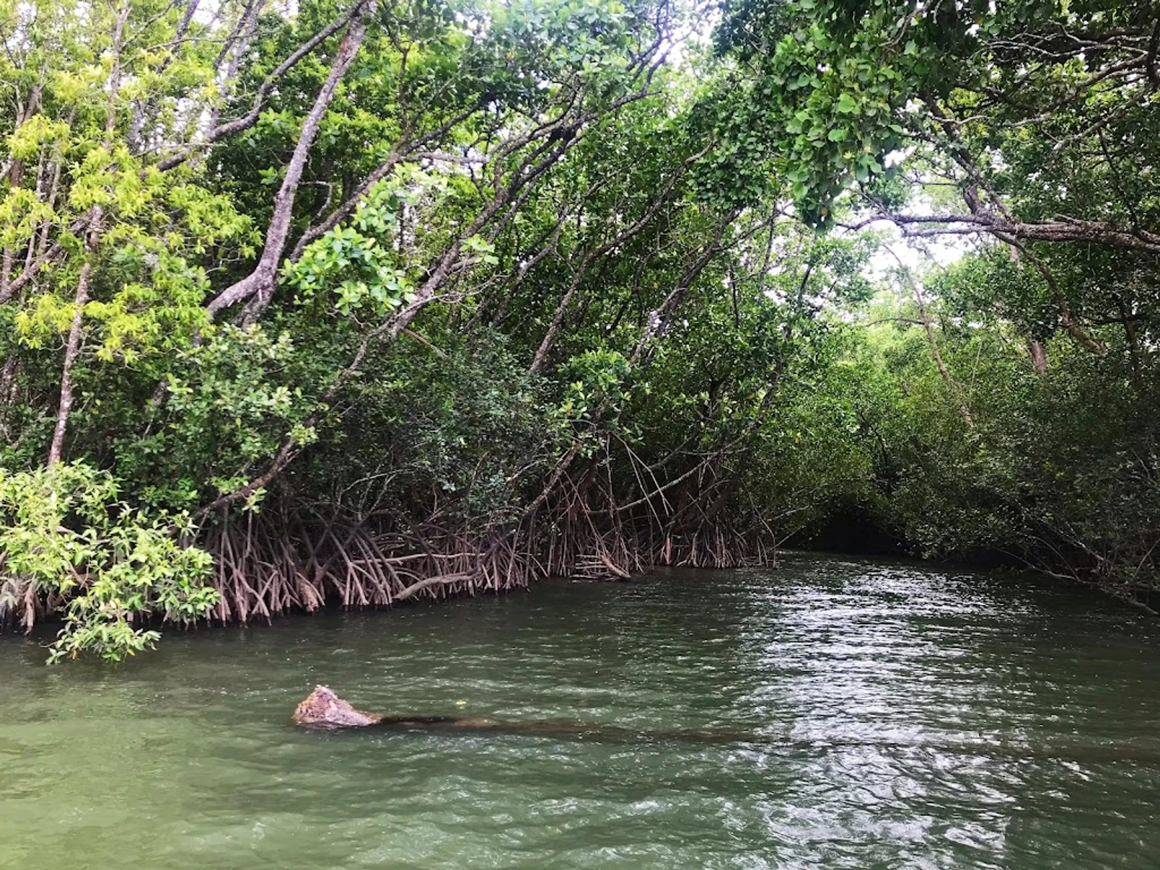Picnic in the Daintree Rainforest