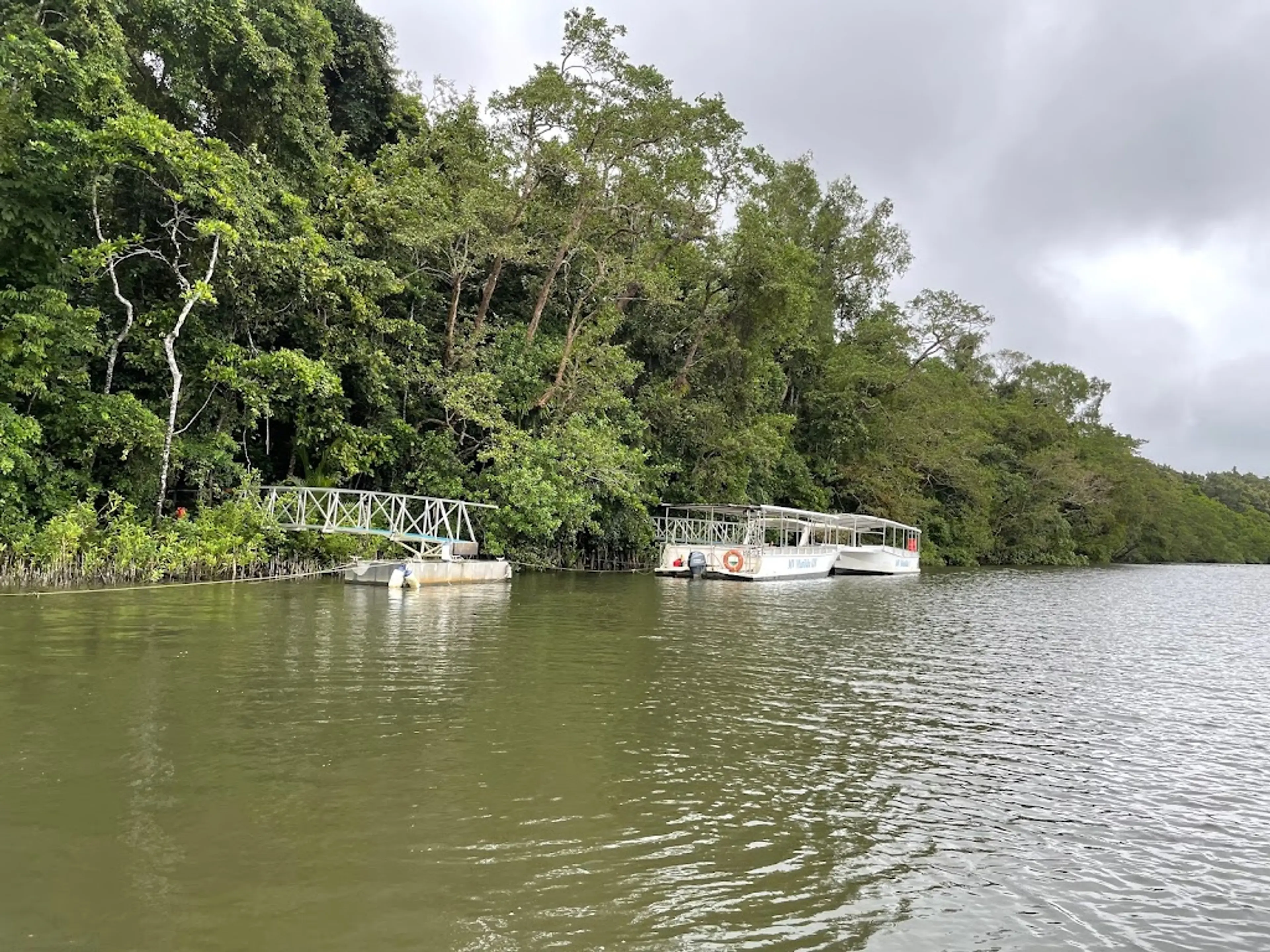 River cruise on the Daintree River