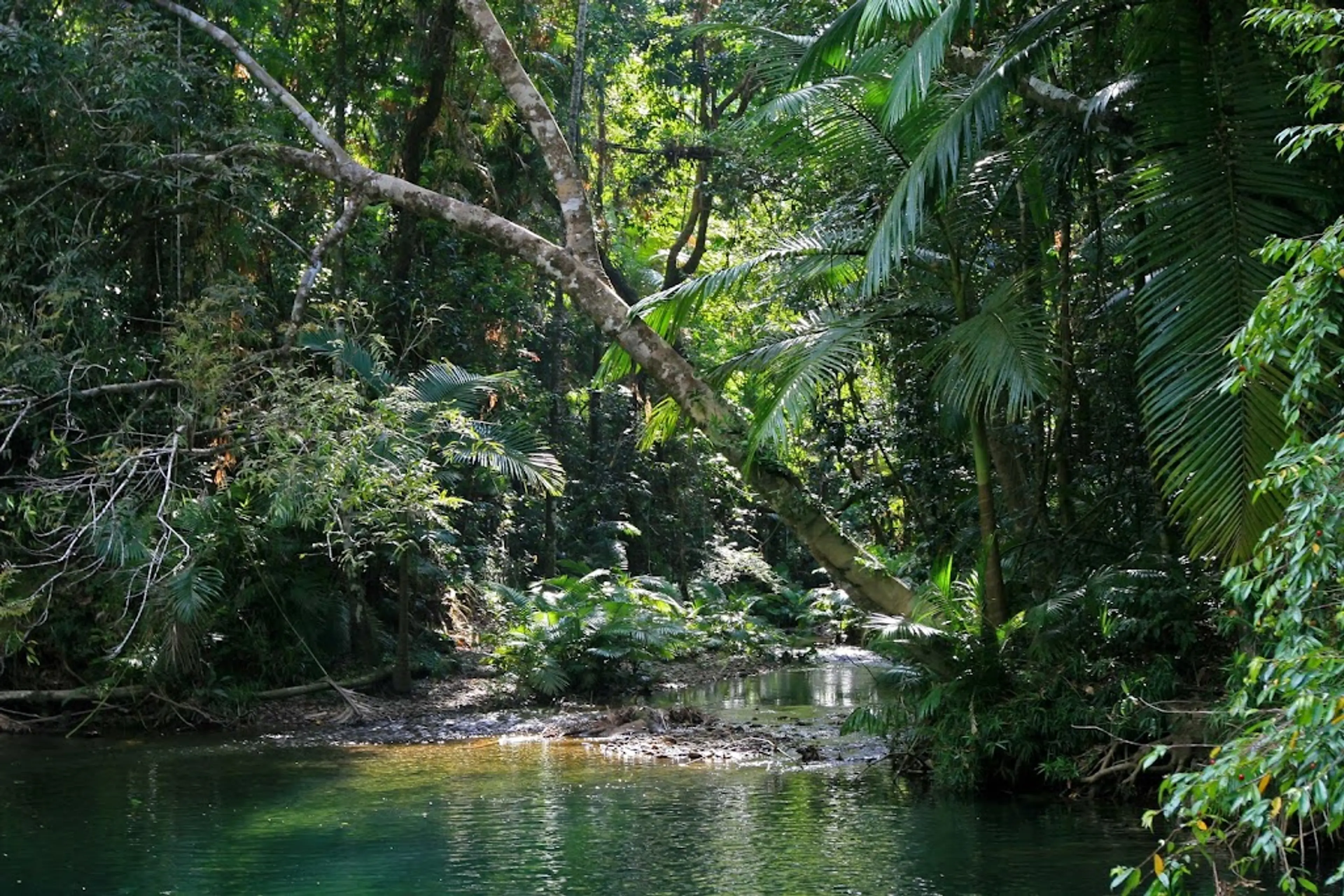 Visit to the Daintree Rainforest