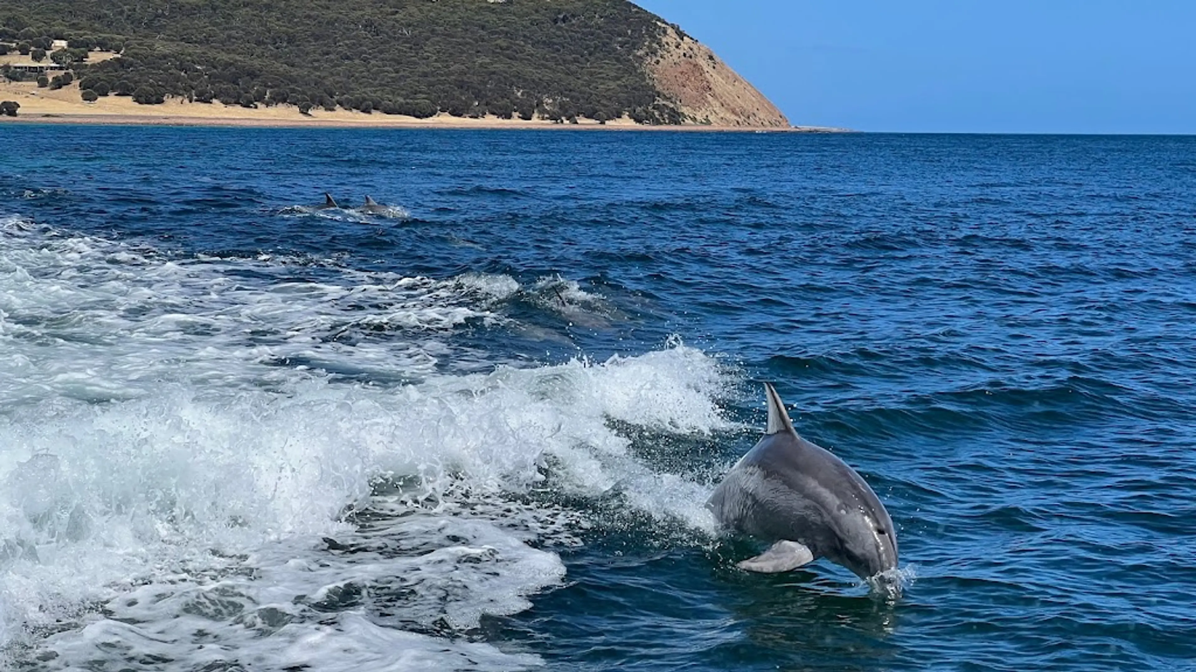 Kangaroo Island Marine Adventures
