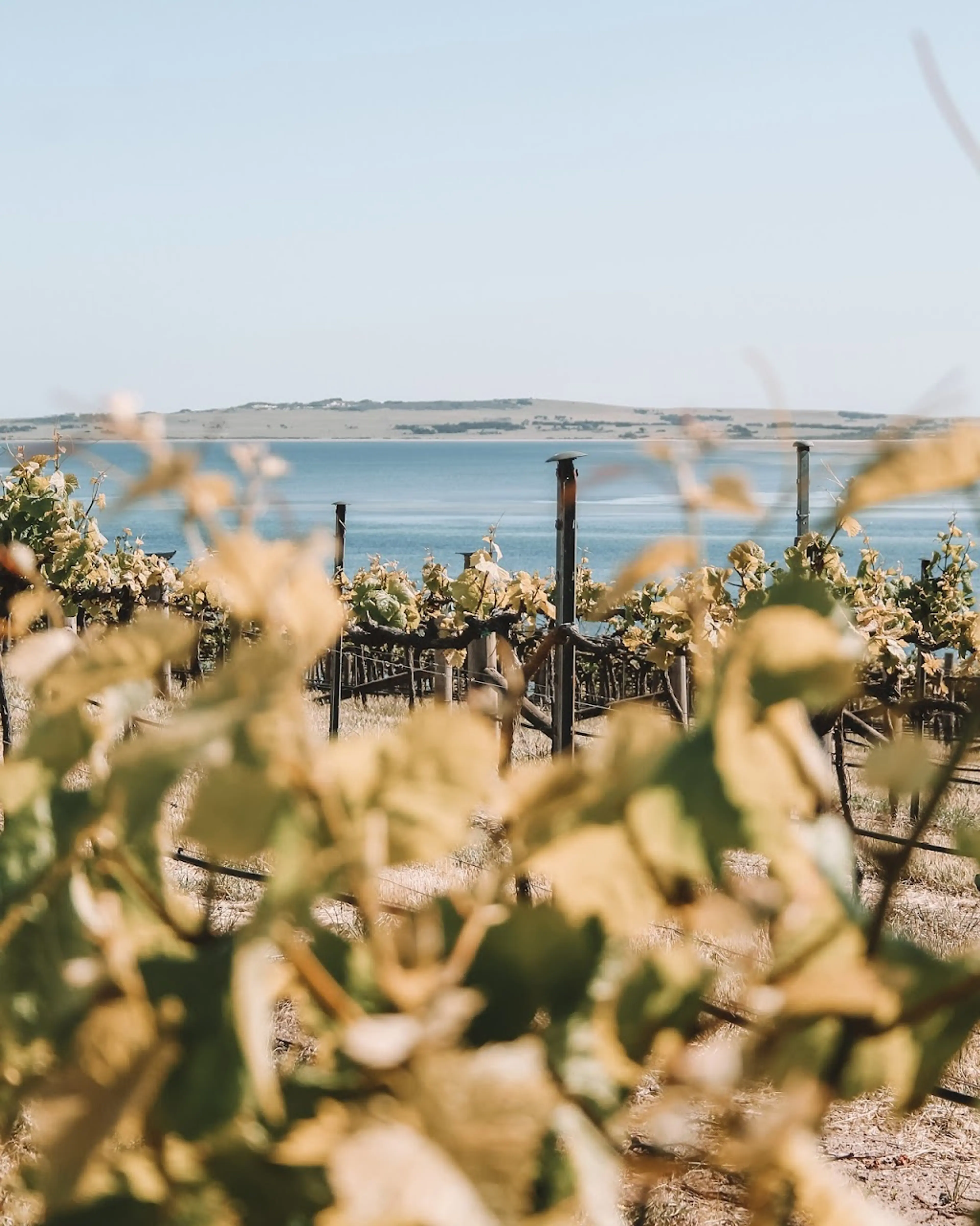 Local wineries