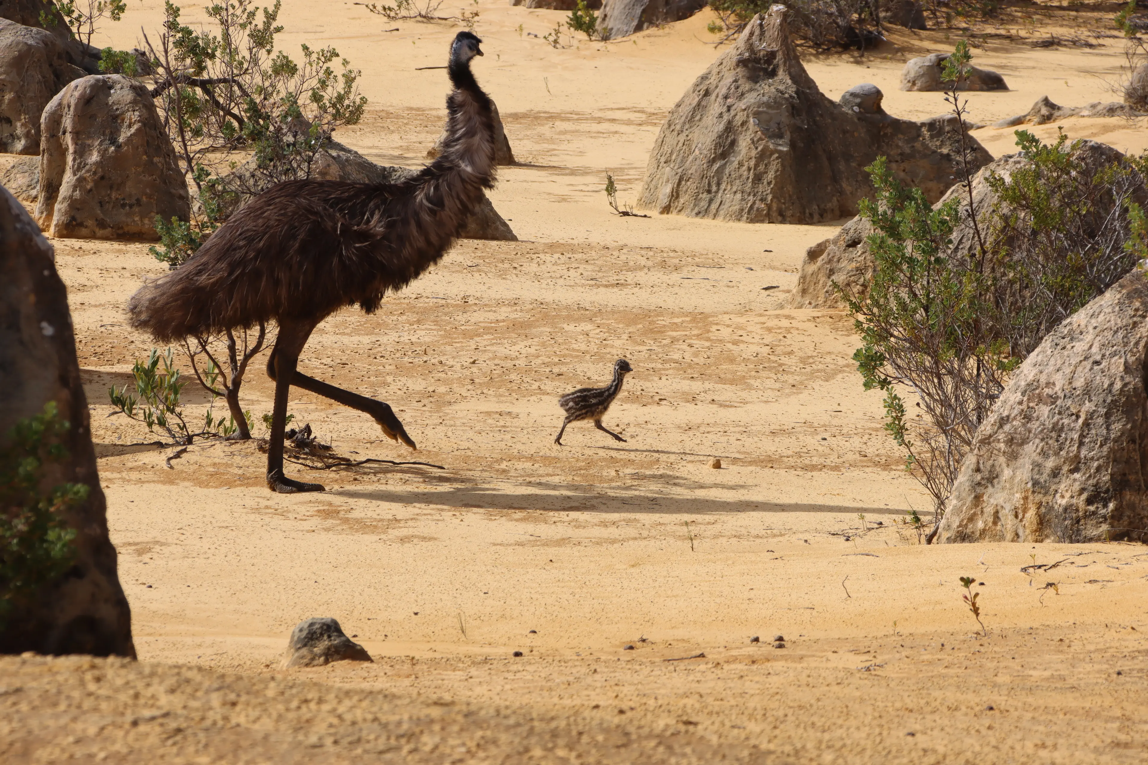 Nambung National Park