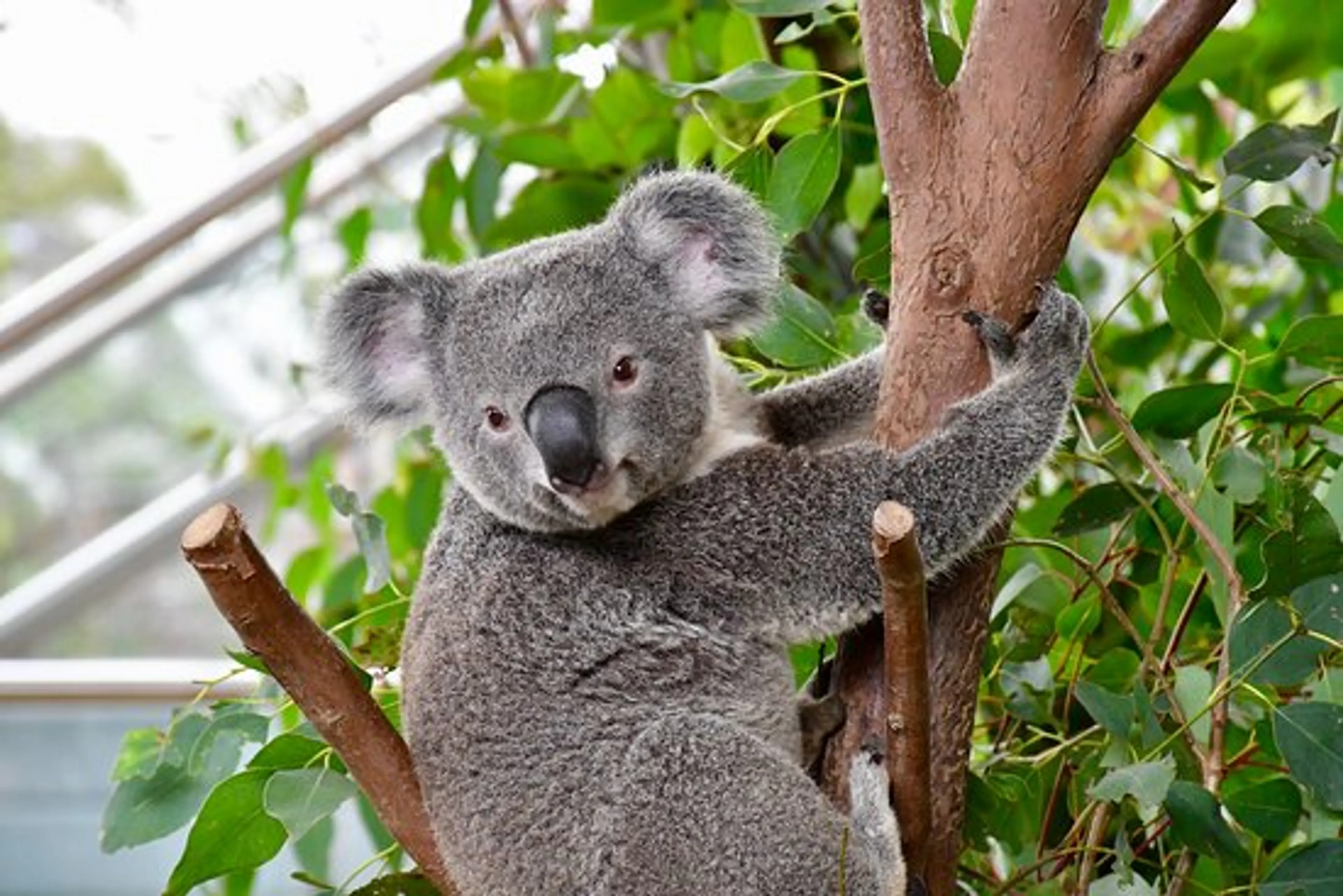 WILD LIFE Sydney Zoo
