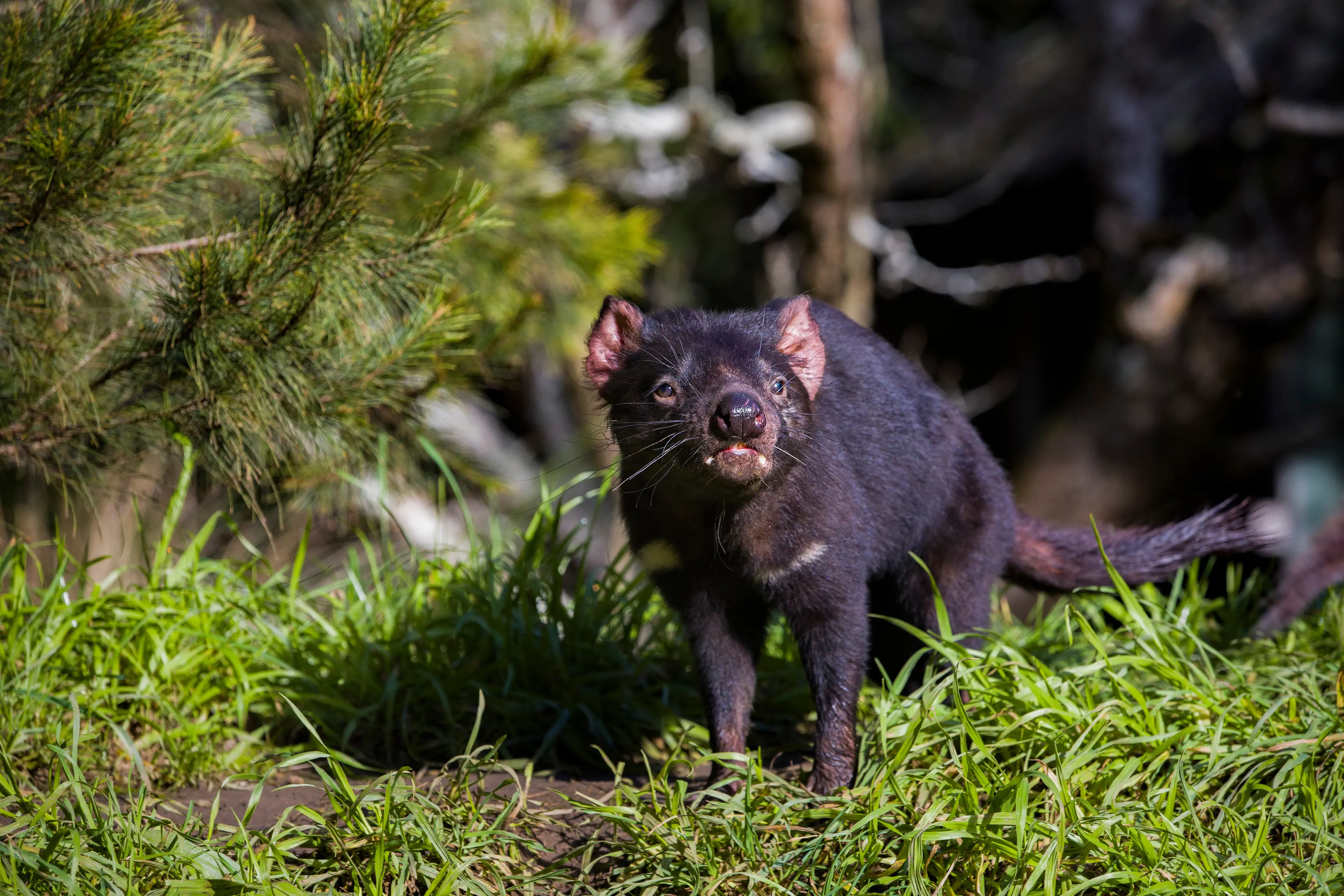 Tasmanian Devil Unzoo