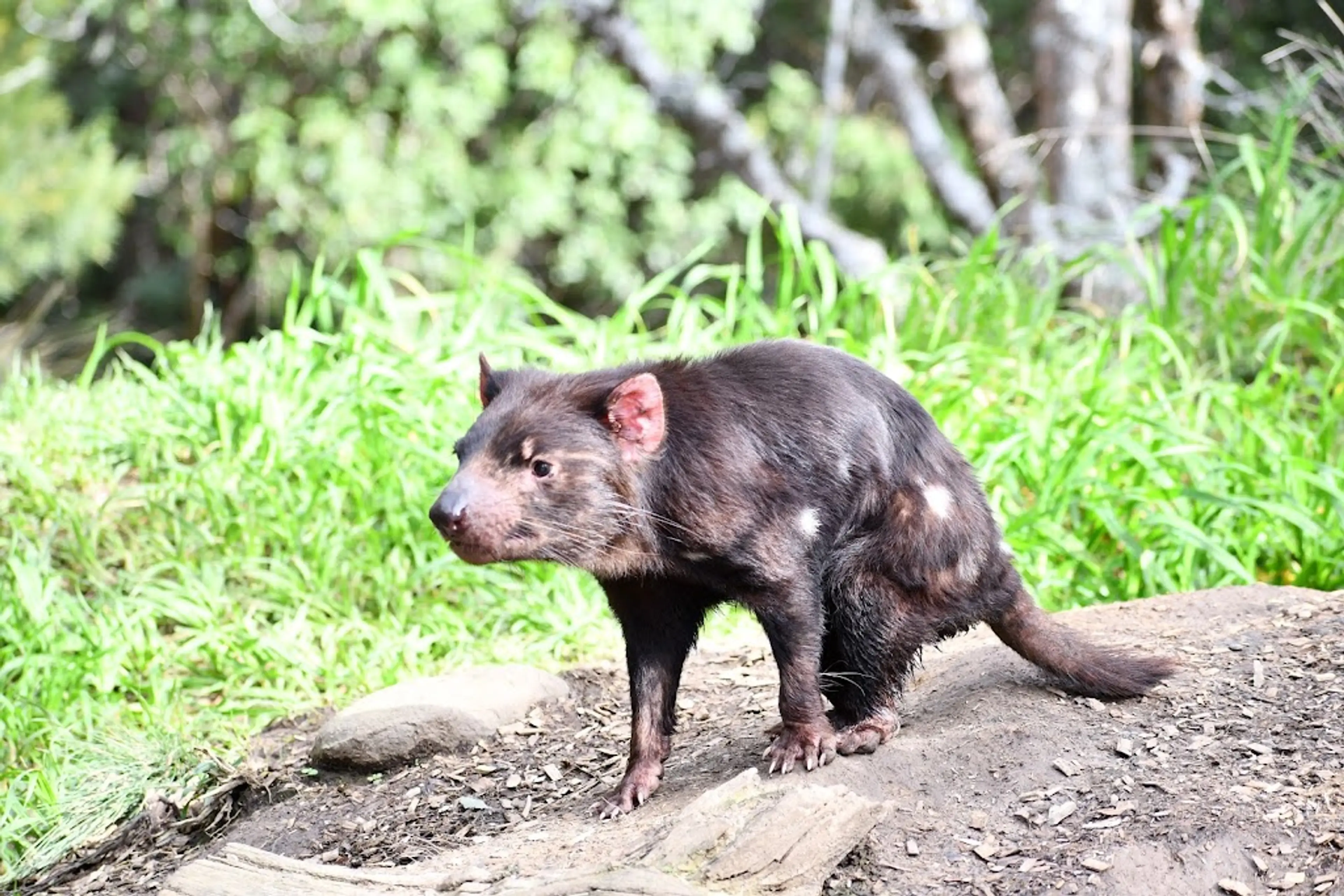 Tasmanian Devil Sanctuary