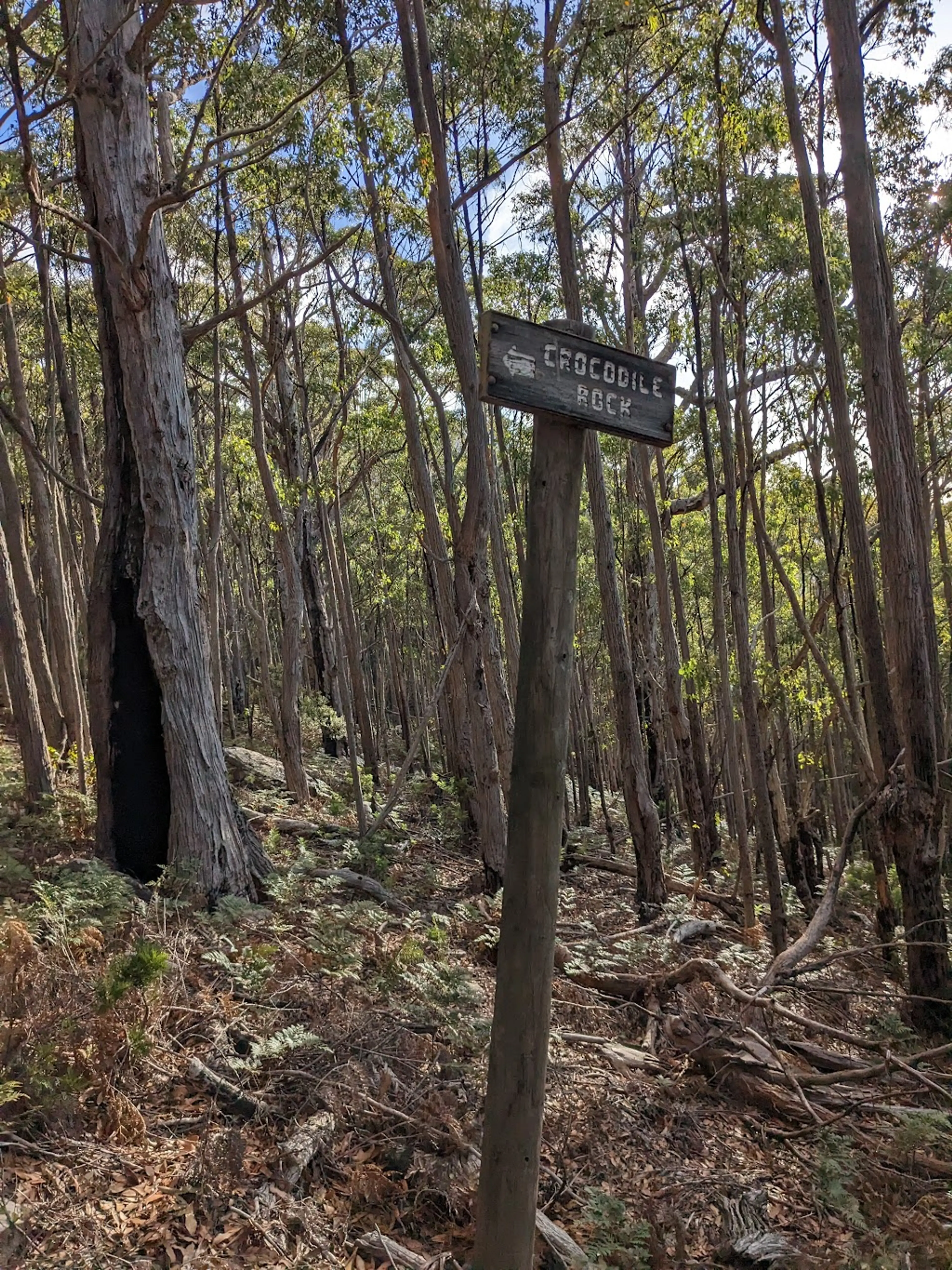 Walking trails around Mount Wellington