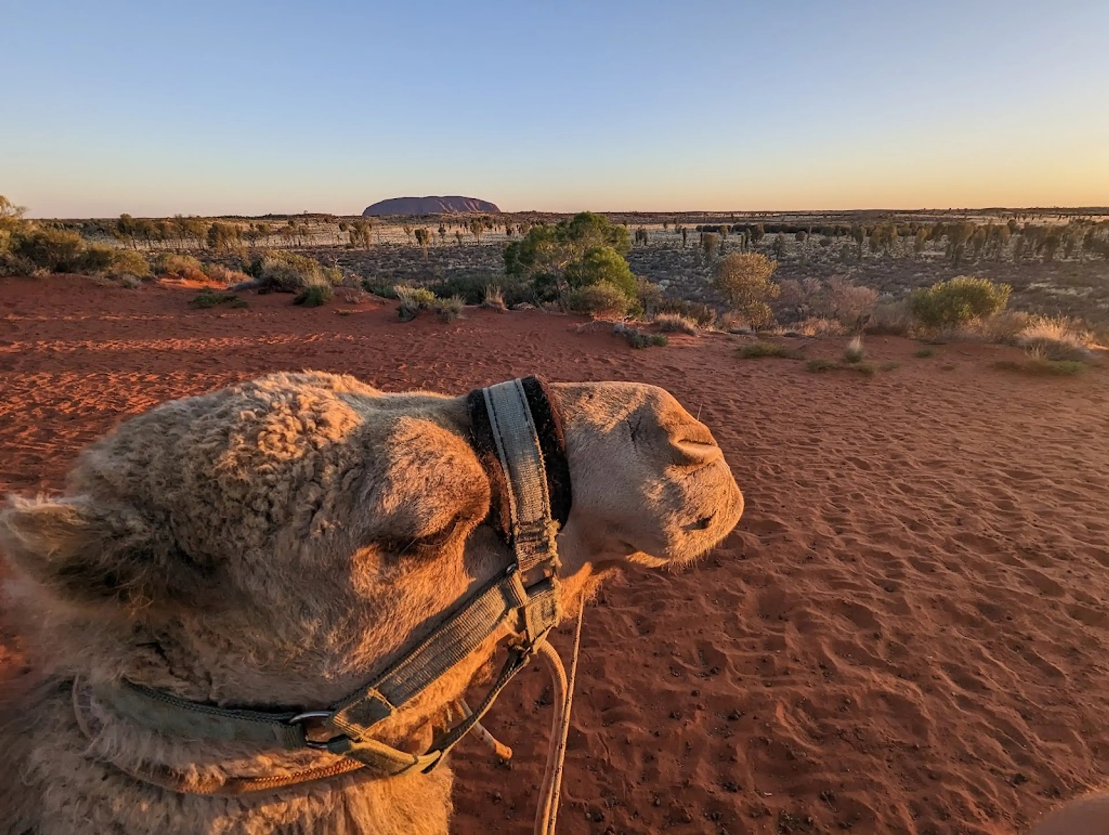 Sunrise Camel Ride