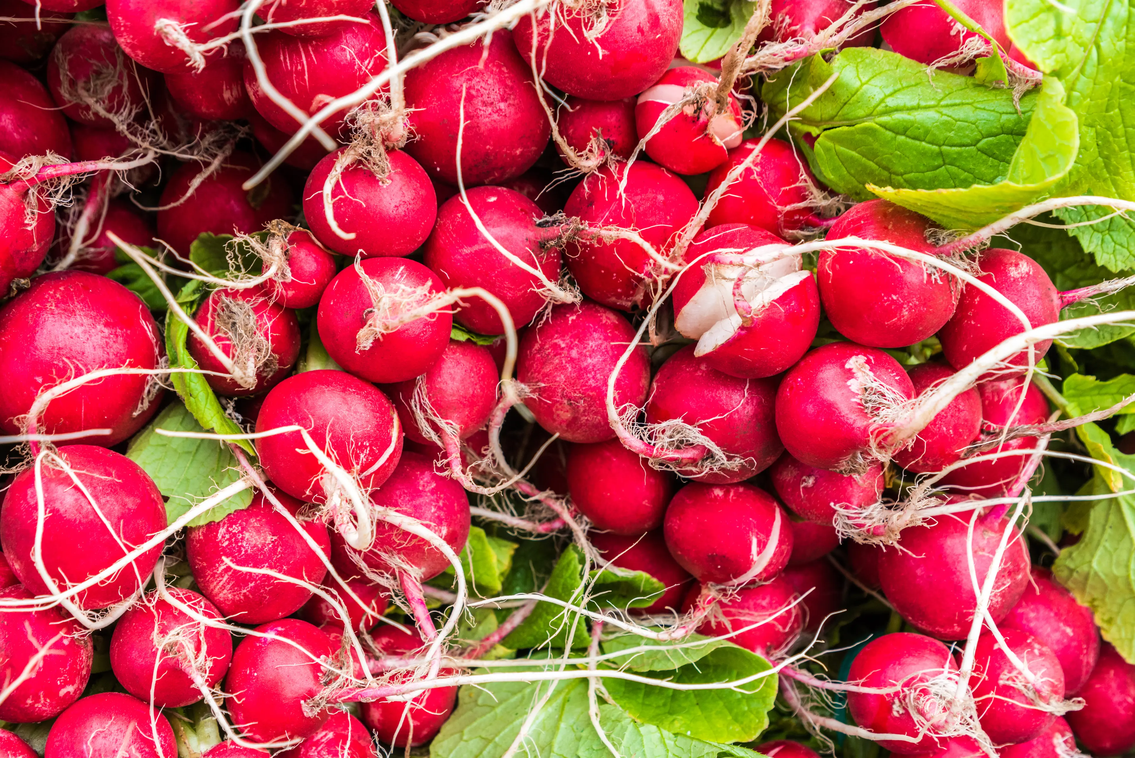 Farmers Market in Perth