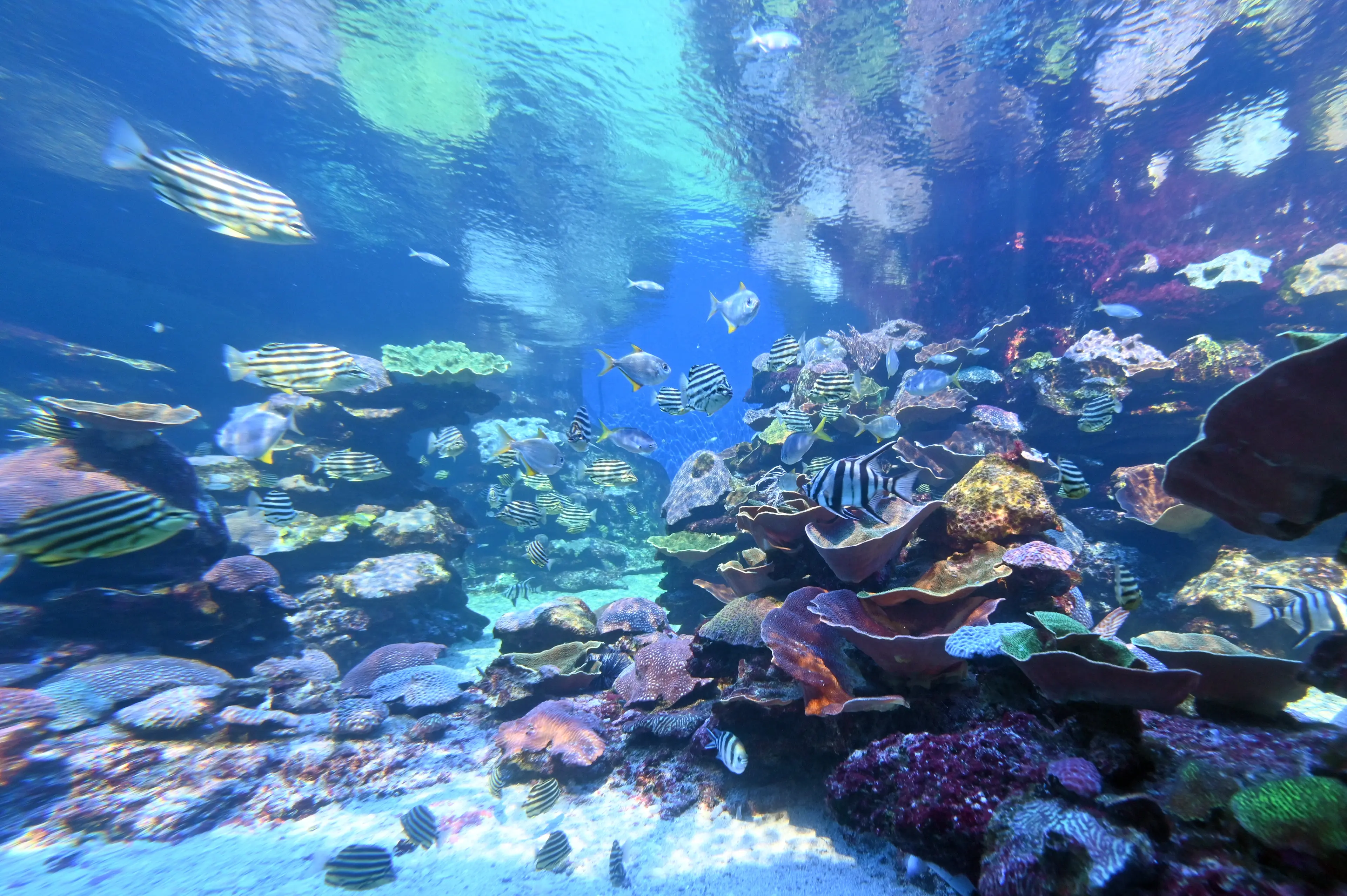 Ningaloo Reef