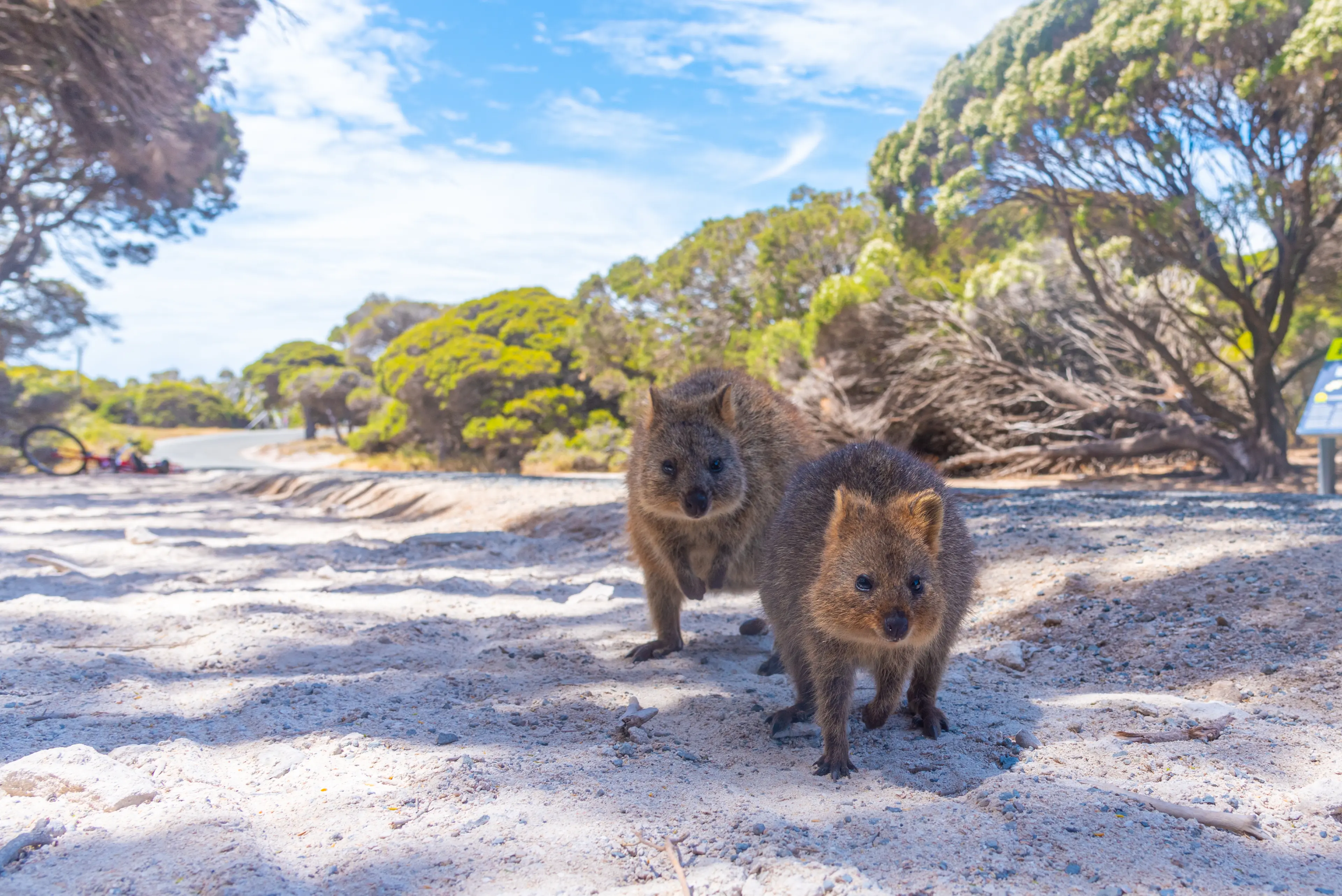 Rottnest Island