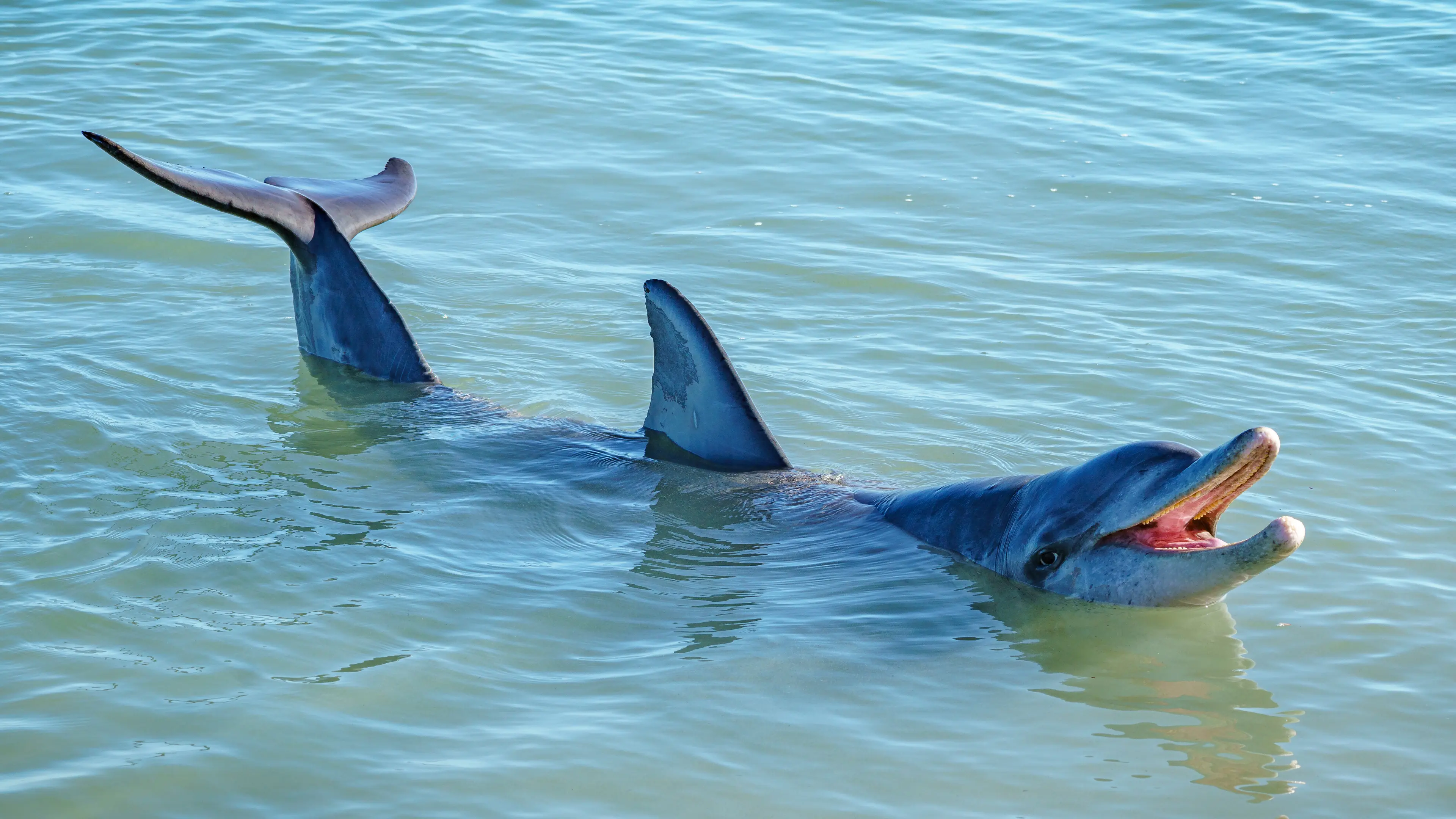 Shark Bay