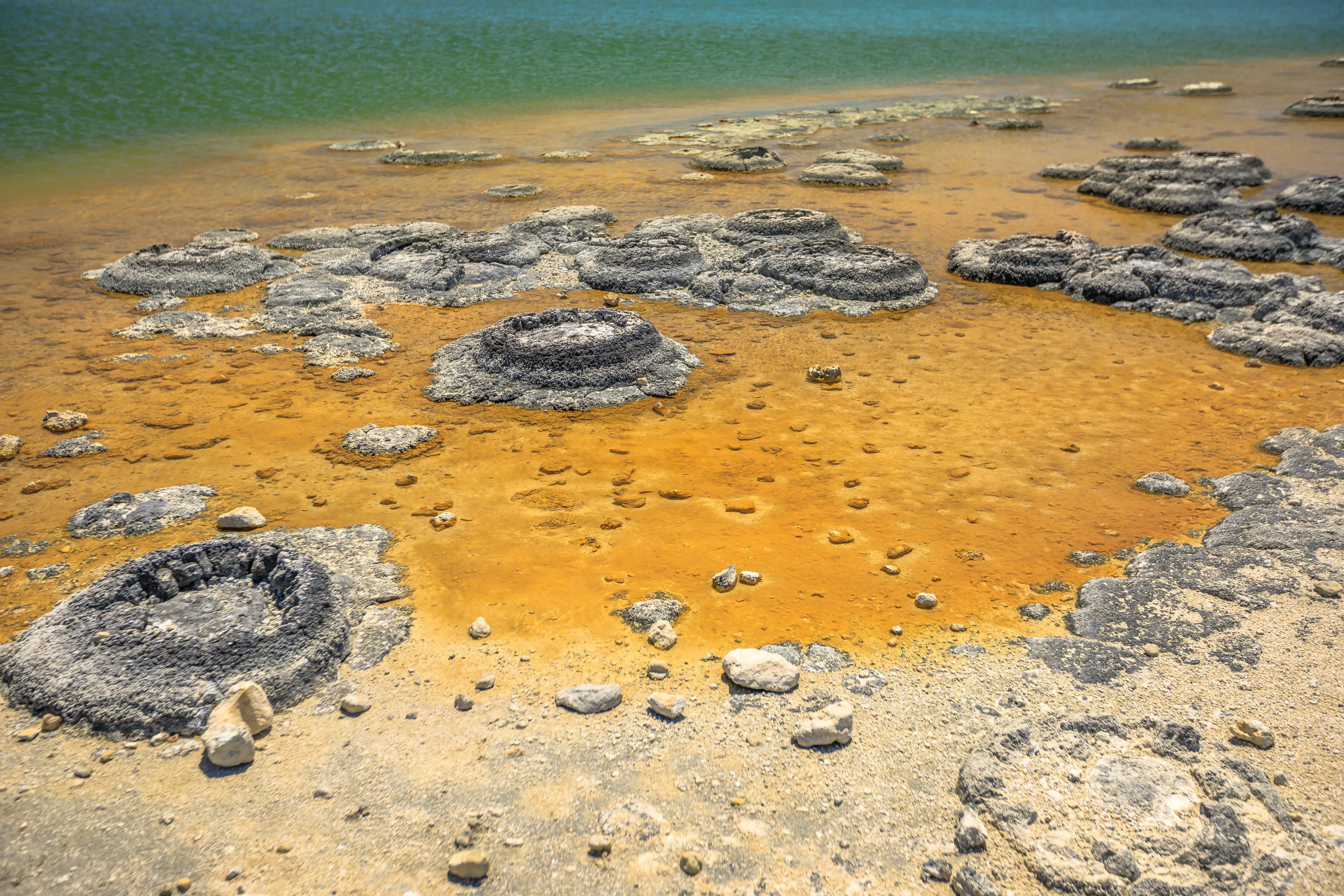 Stromatolites in Lake Thetis