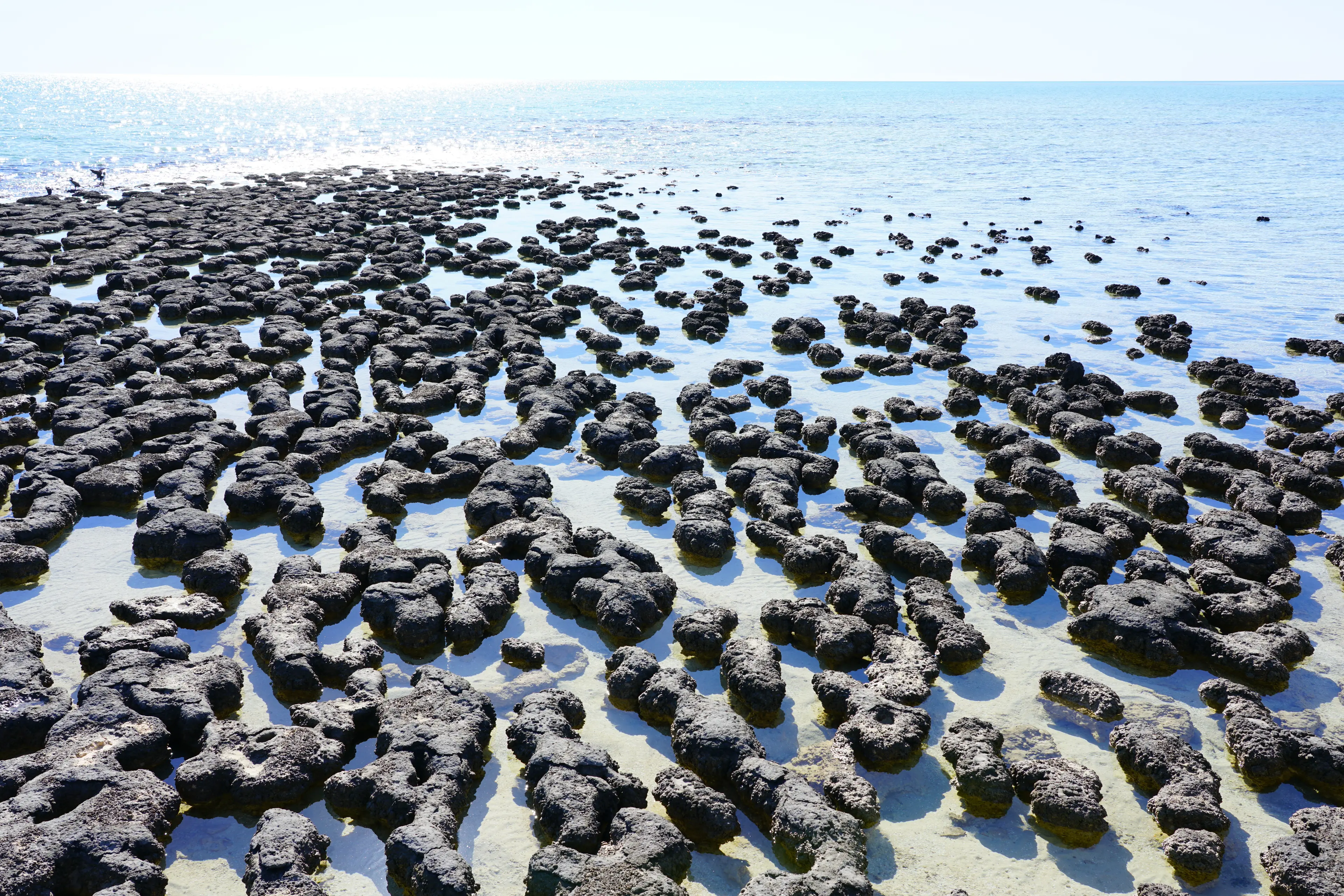 Stromatolites