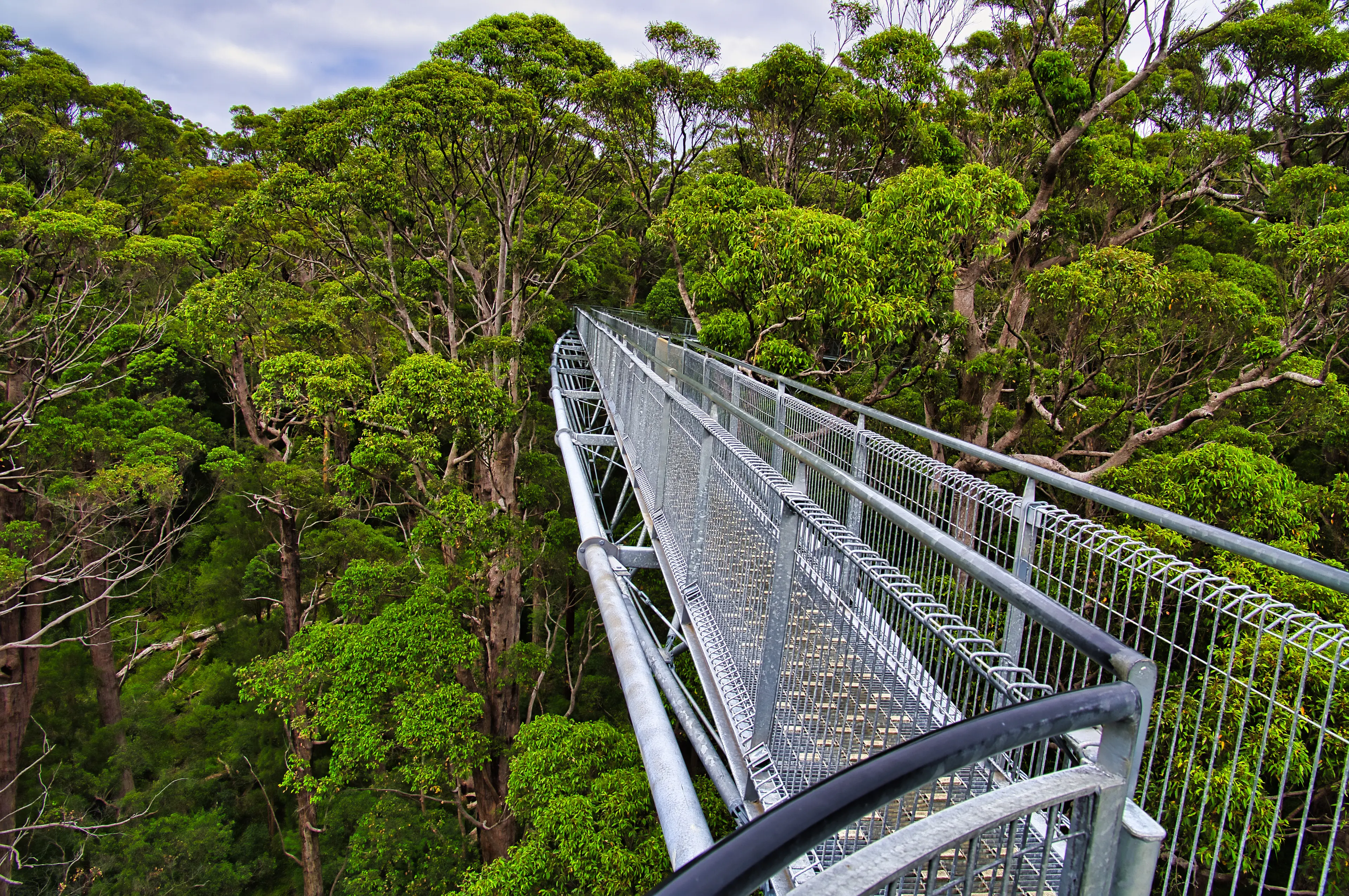 Tree Top Walk