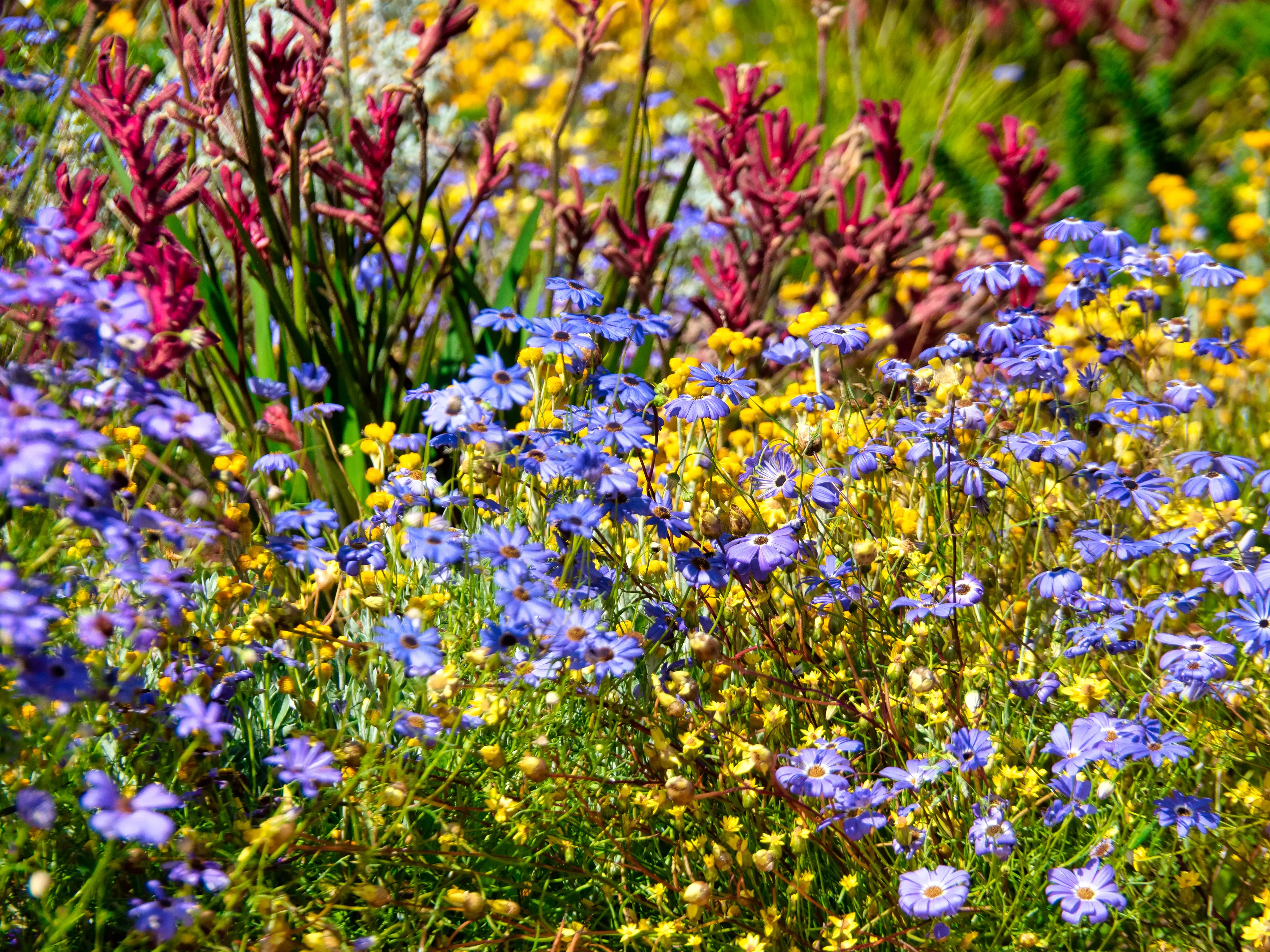 Western Australian Botanic Garden