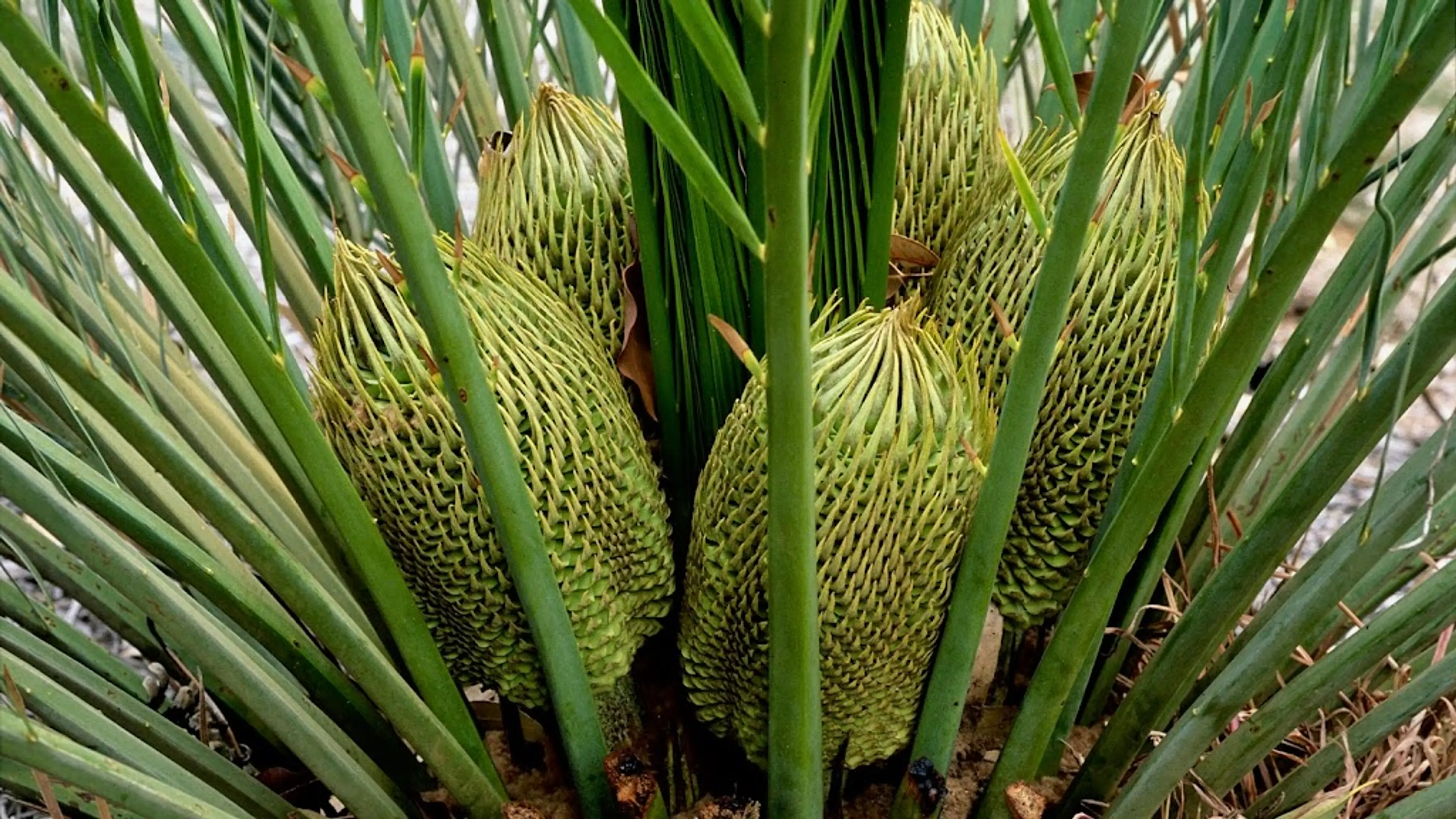 Aboriginal Community Visit