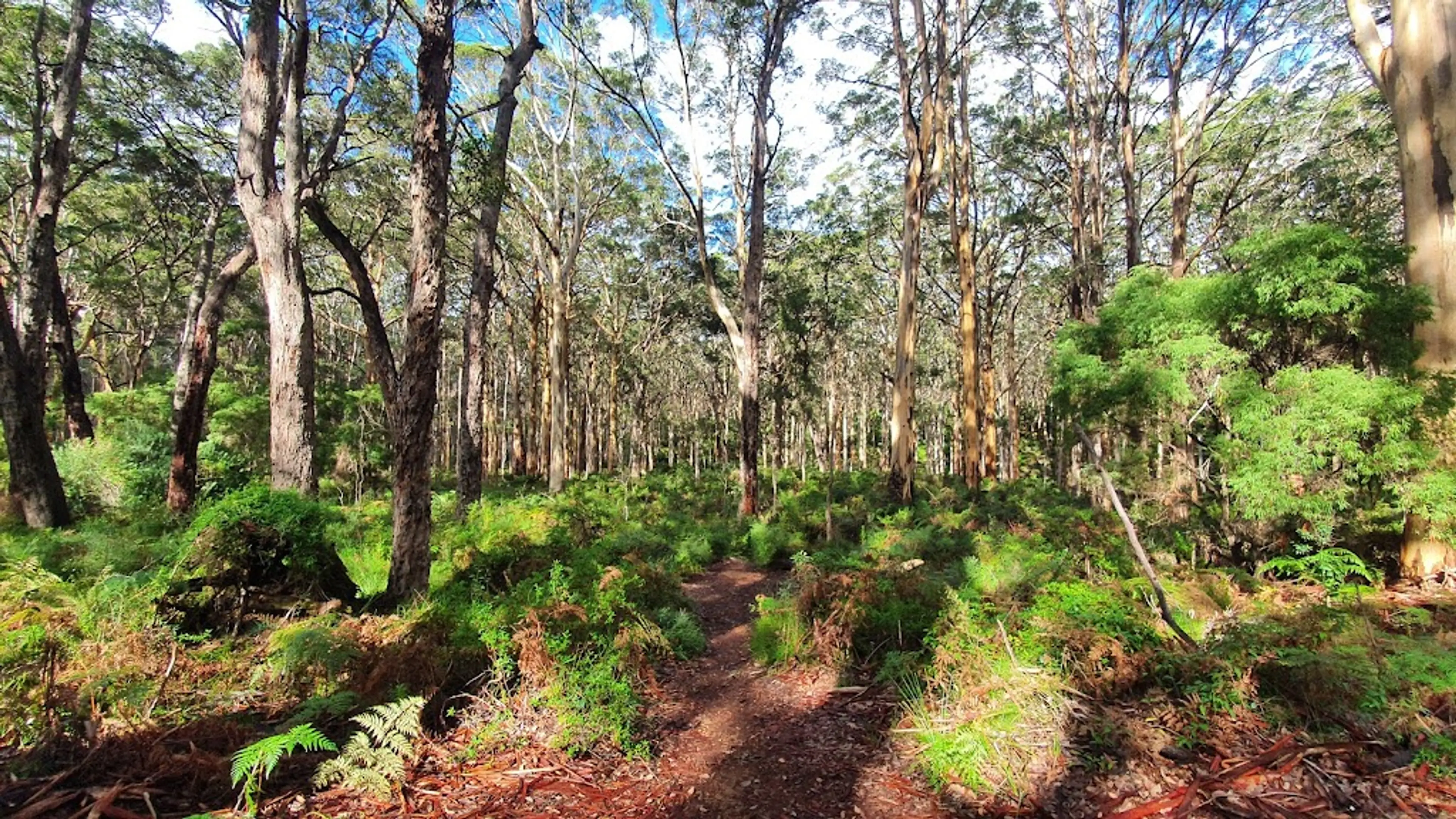 Boranup Forest