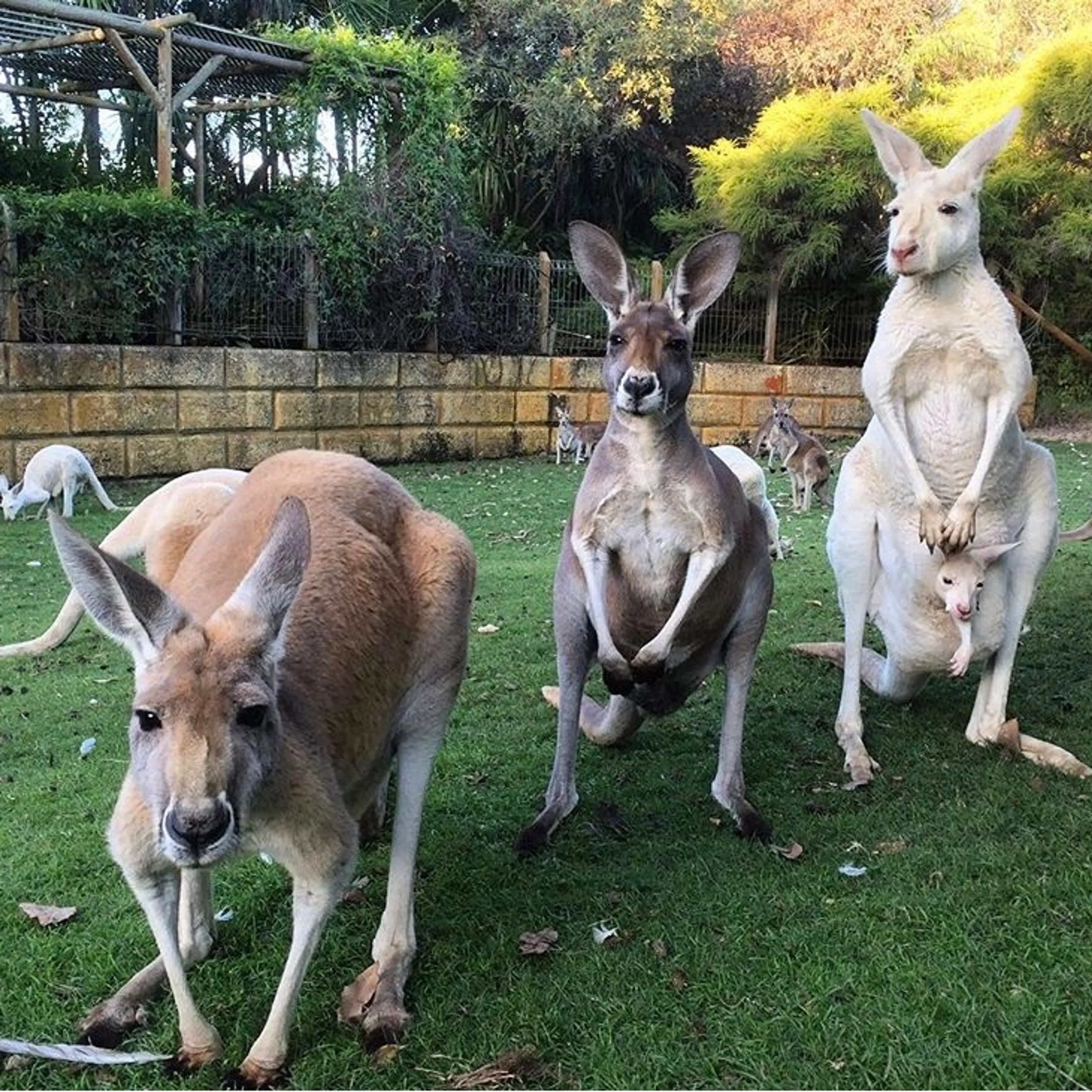 Caversham Wildlife Park